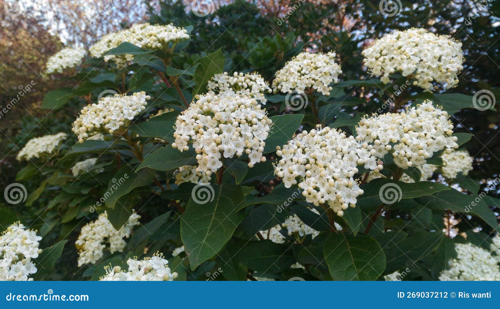 viburnum tinus flower. fiori da arbusto.  shrub flower at spring. spring blossoms.