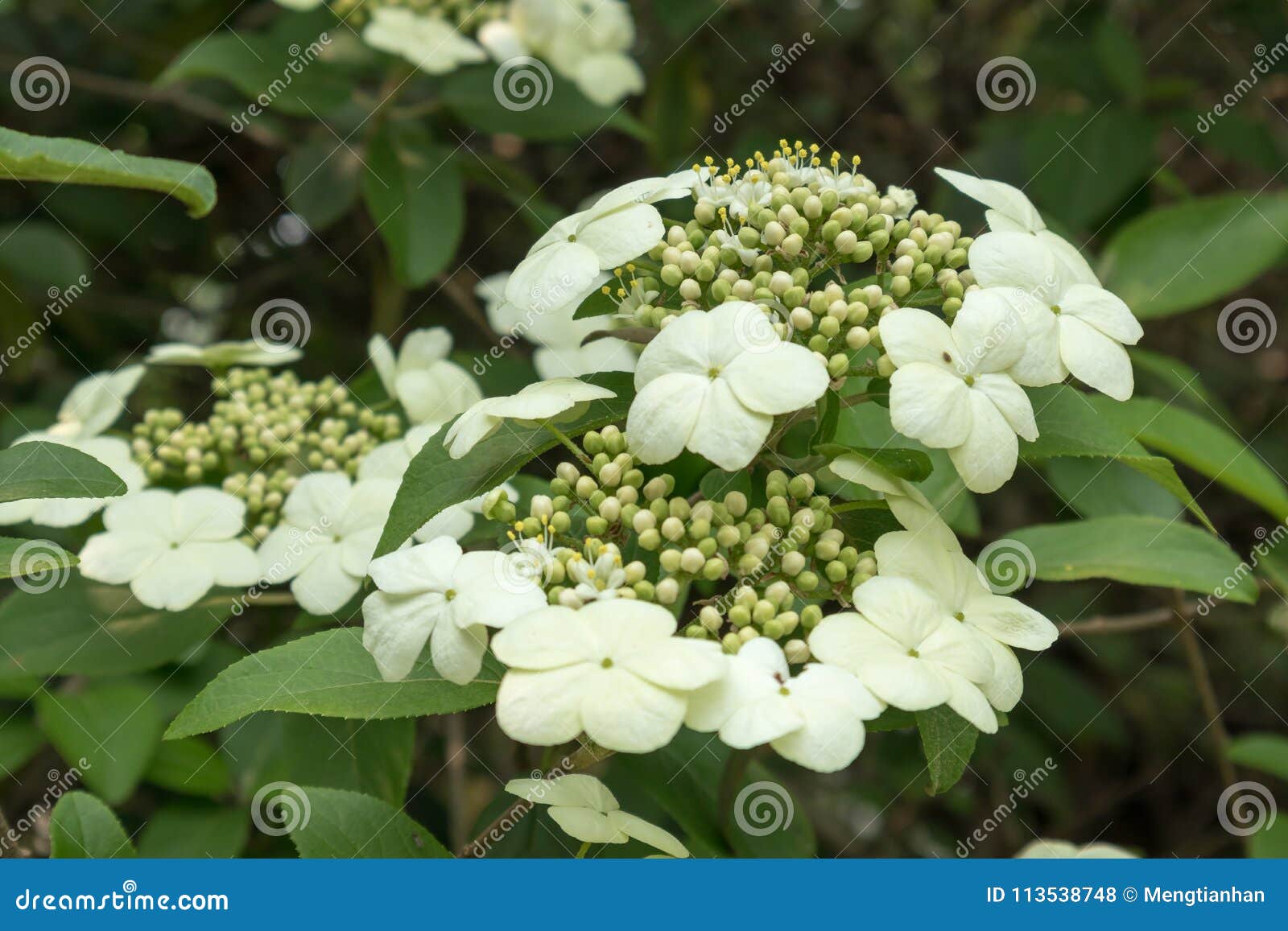 viburnum-viburnum macrocephalum
