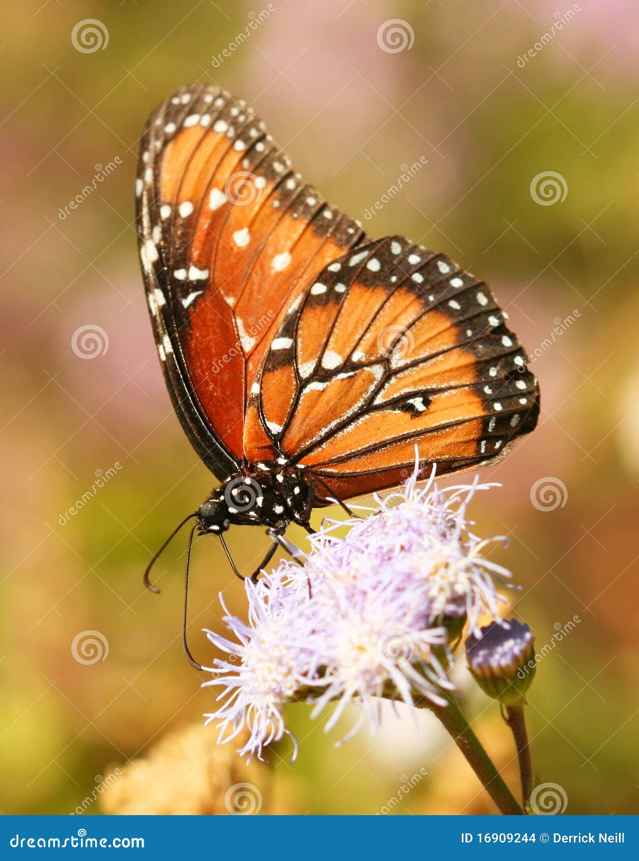 a viceroy butterfly, a monarch mimic