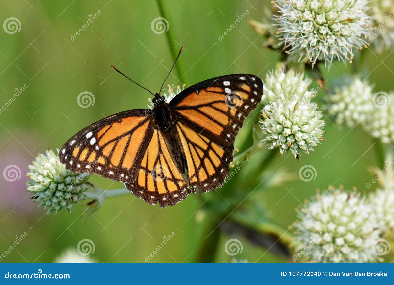 viceroy butterfly sipping nectar from a rattlesnake master