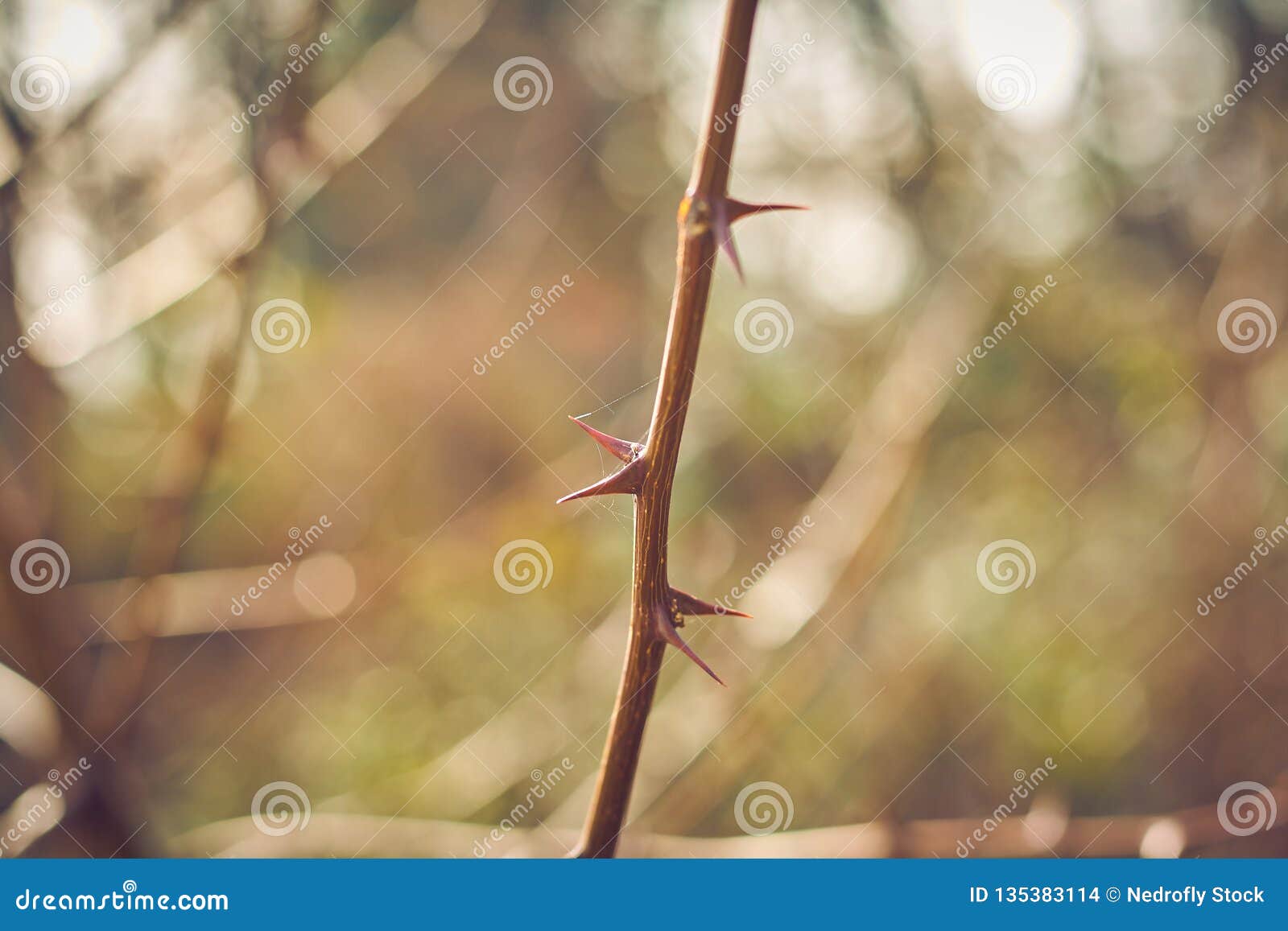 Vicious Thorns in Bush. Sharp and Threatening Thorns in a Plant with
