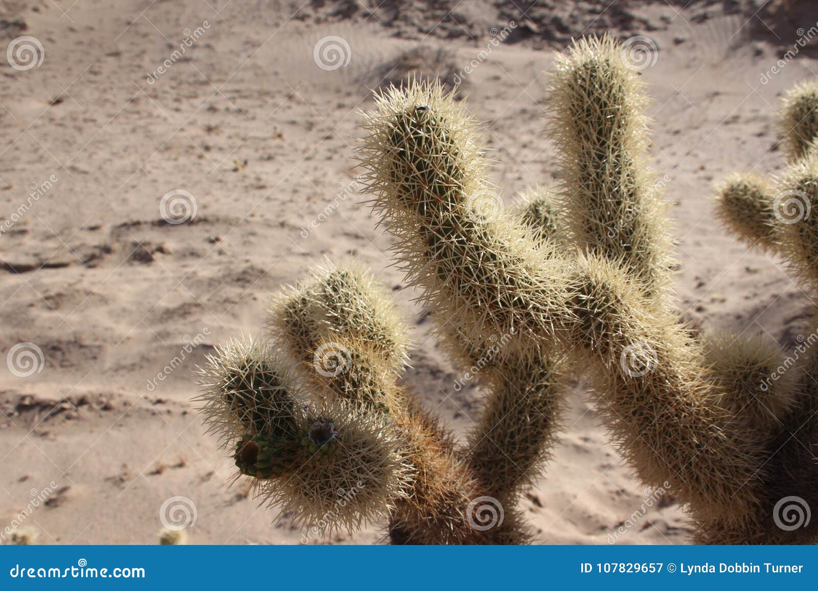 vicious thorns of cholla cactus near el golfo de santa clara, sonora, mexico