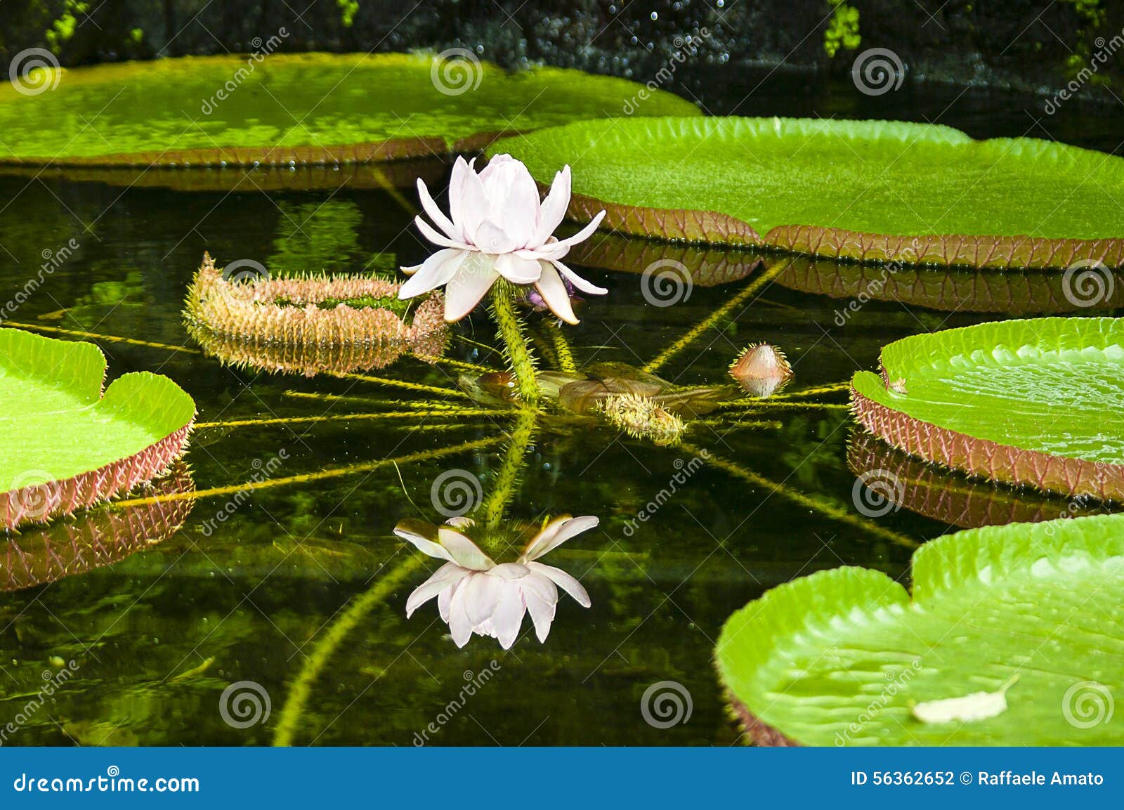 victoria amazonica (giant waterlily)