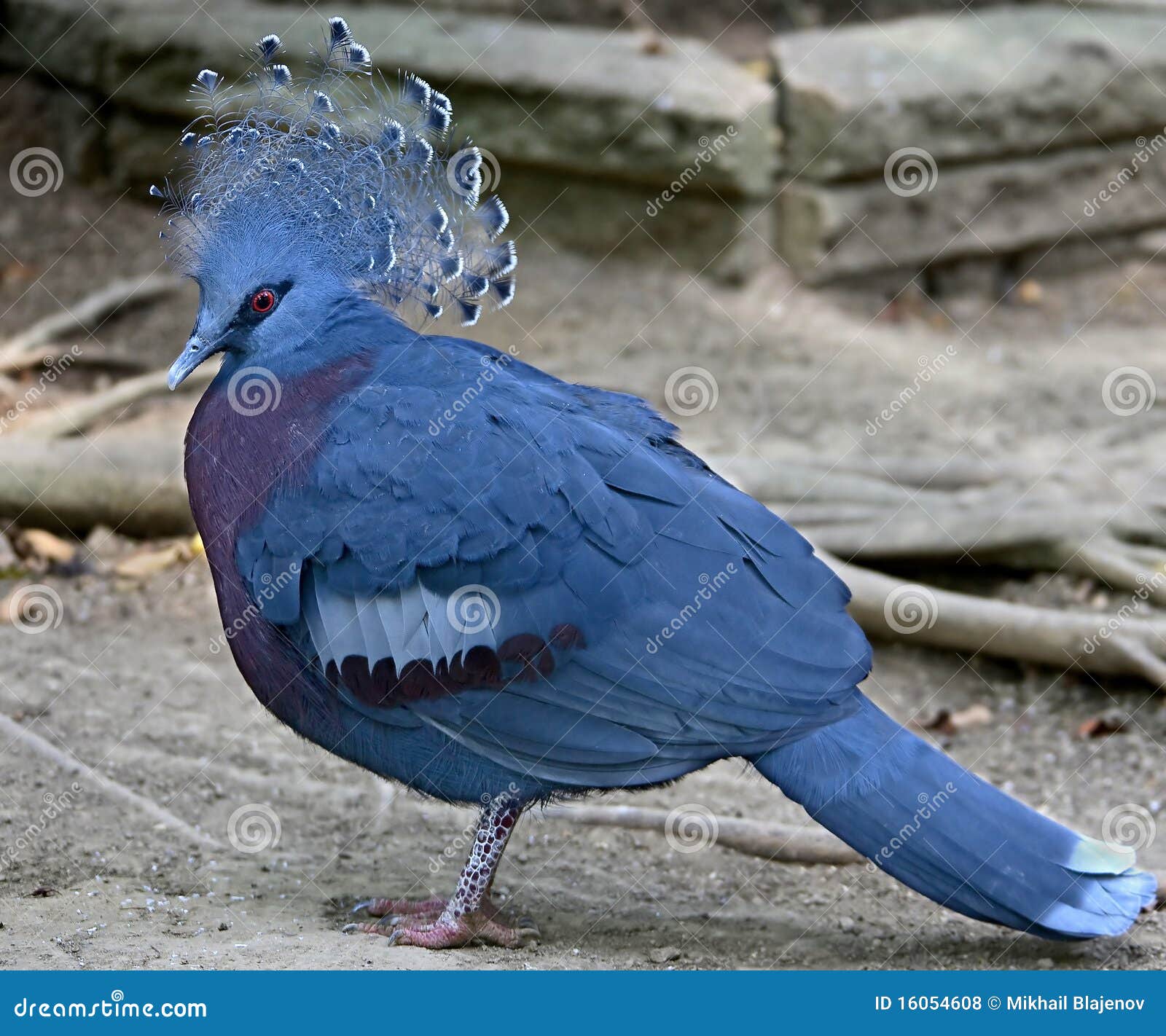 victoria crowned pigeon 6