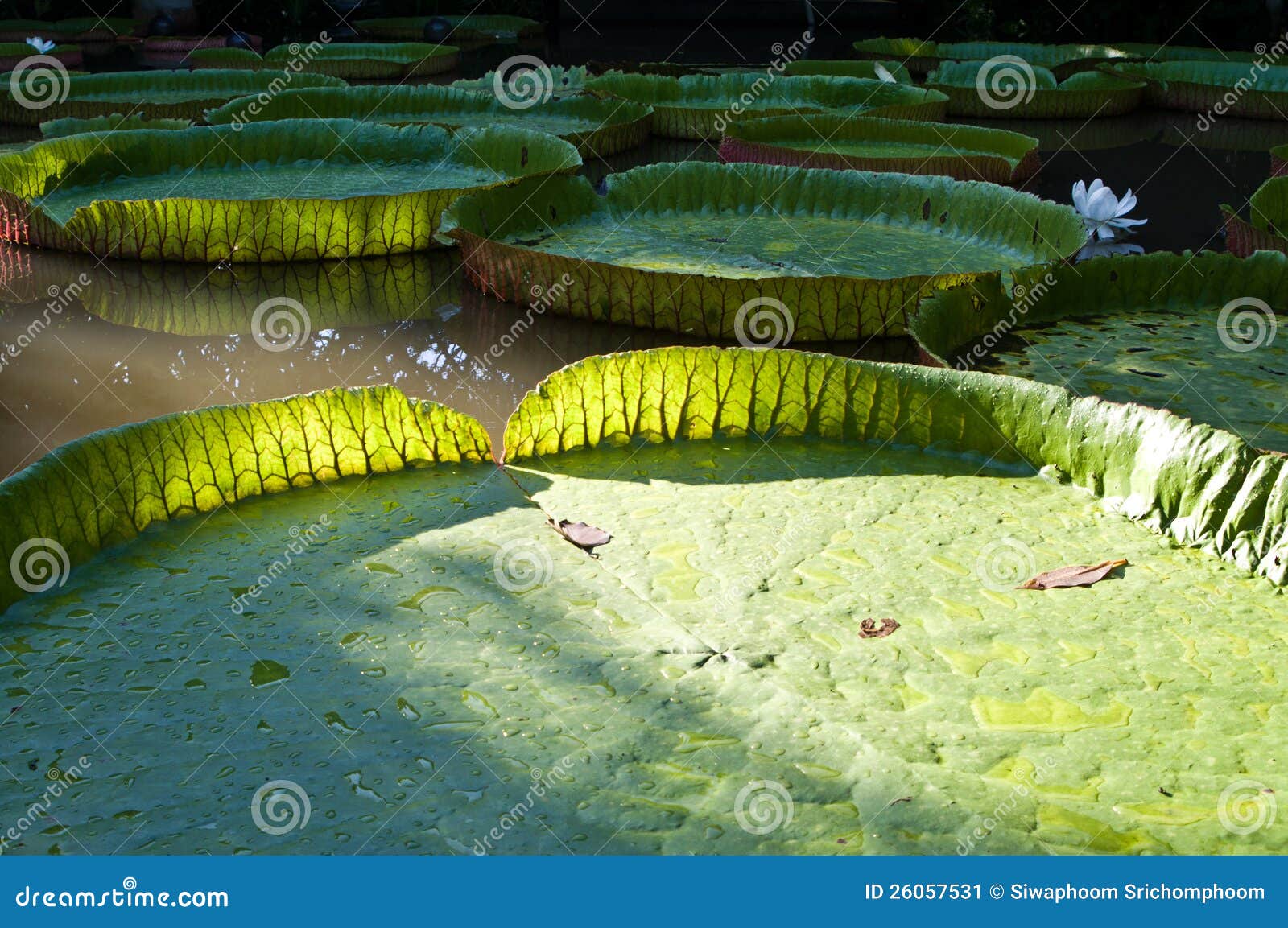 Victoria plants stock image. Image of nature, floral 26057531