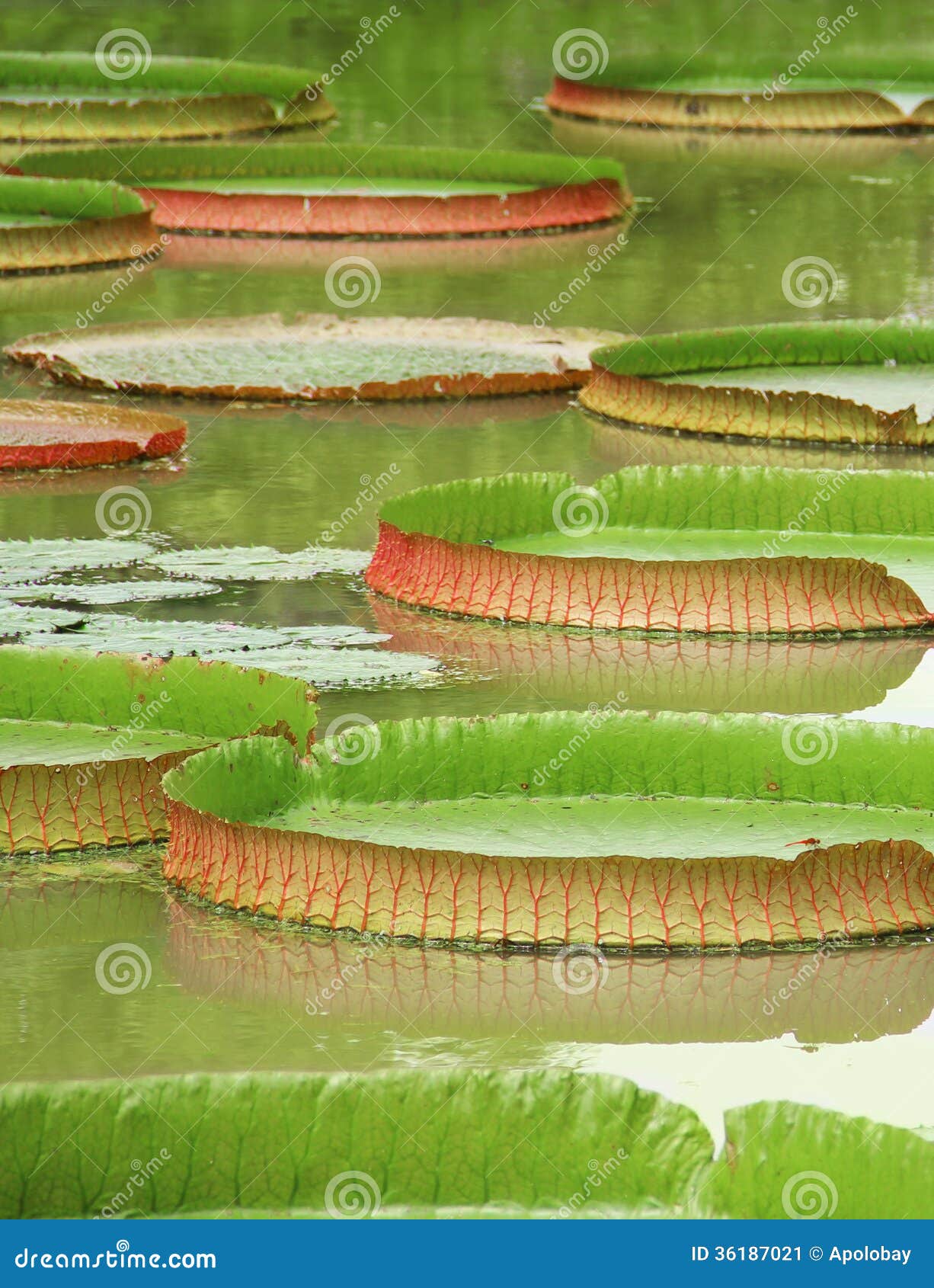 Victoria Regia the Largest Water Lily in the World Stock Image
