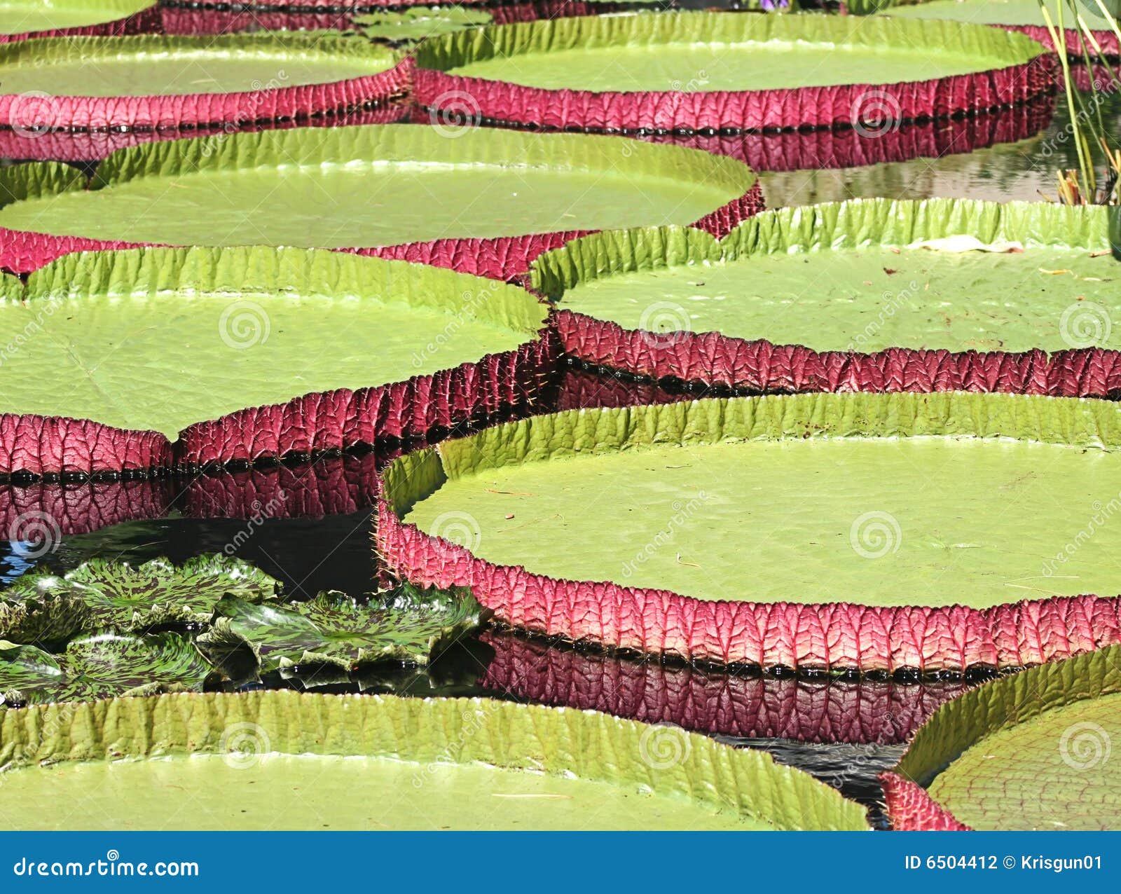 Victoria Water Platters stock photo. Image of colors, hybrid 6504412