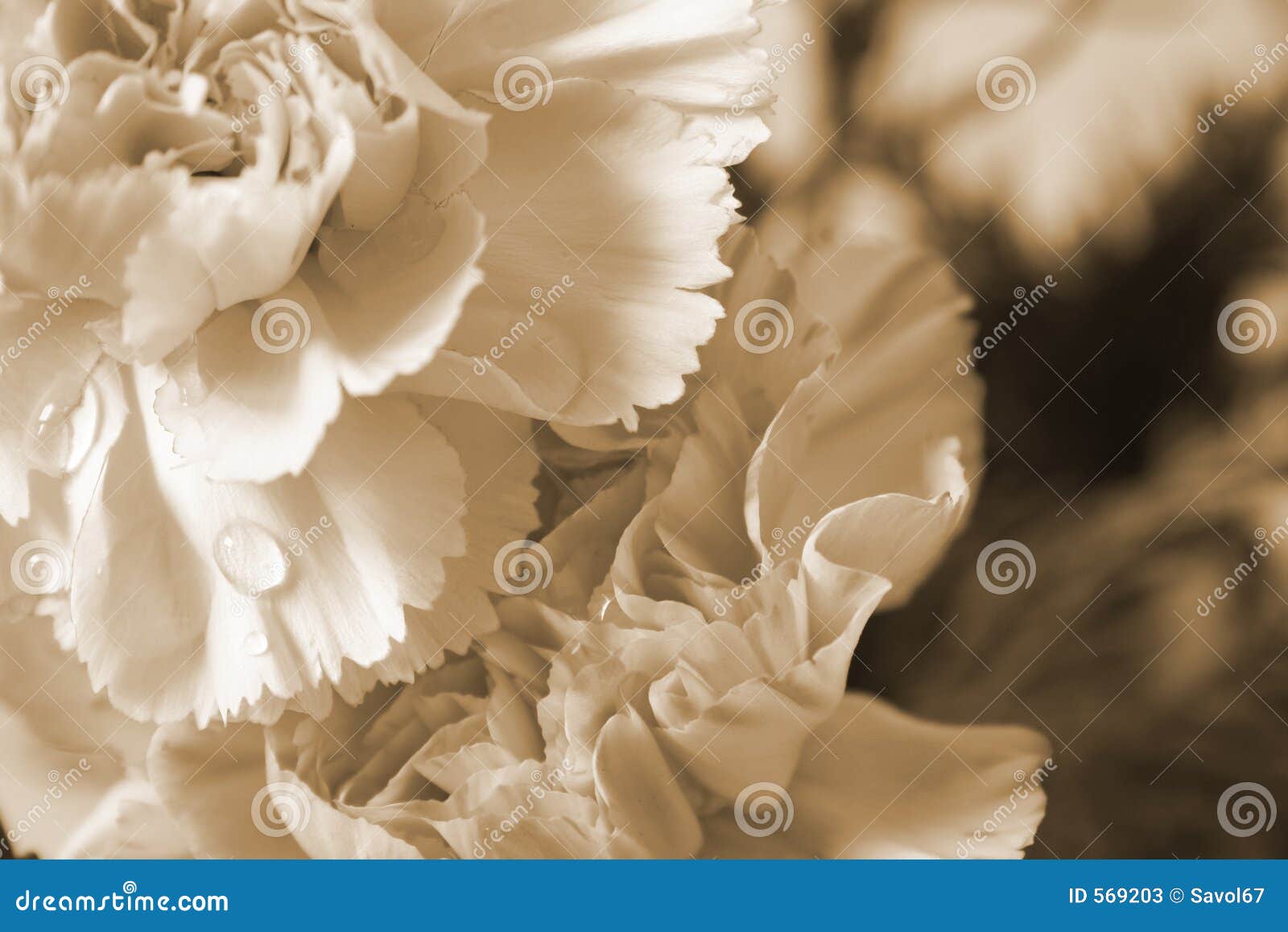 Victorian flower stock image. Image of white, drops, love 569203