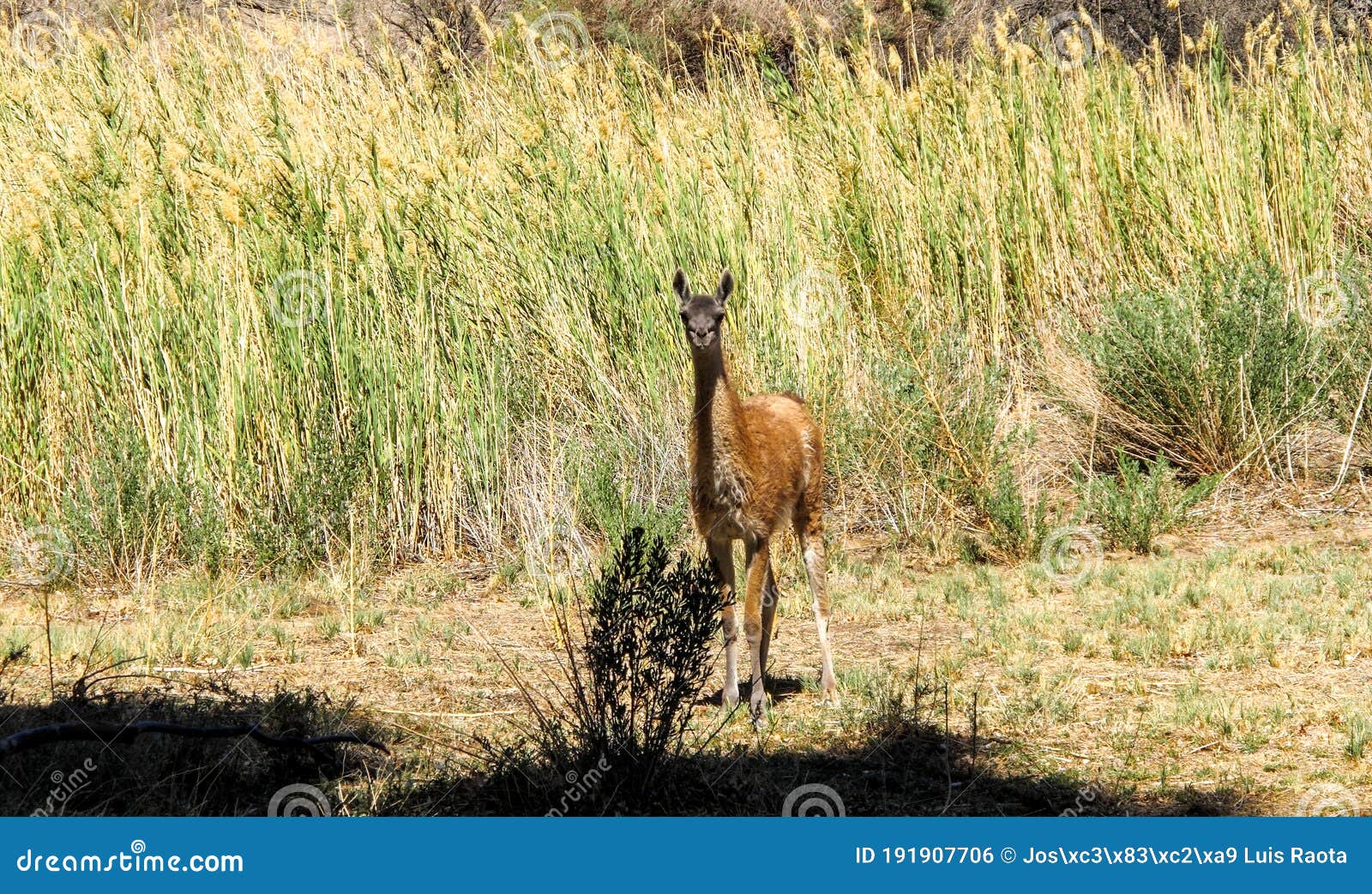 The VicuÃ±a is the National Animal of Peru. it is a Wild South American  Camelid that Lives in the Andes Stock Photo - Image of natural, arabic:  191907706