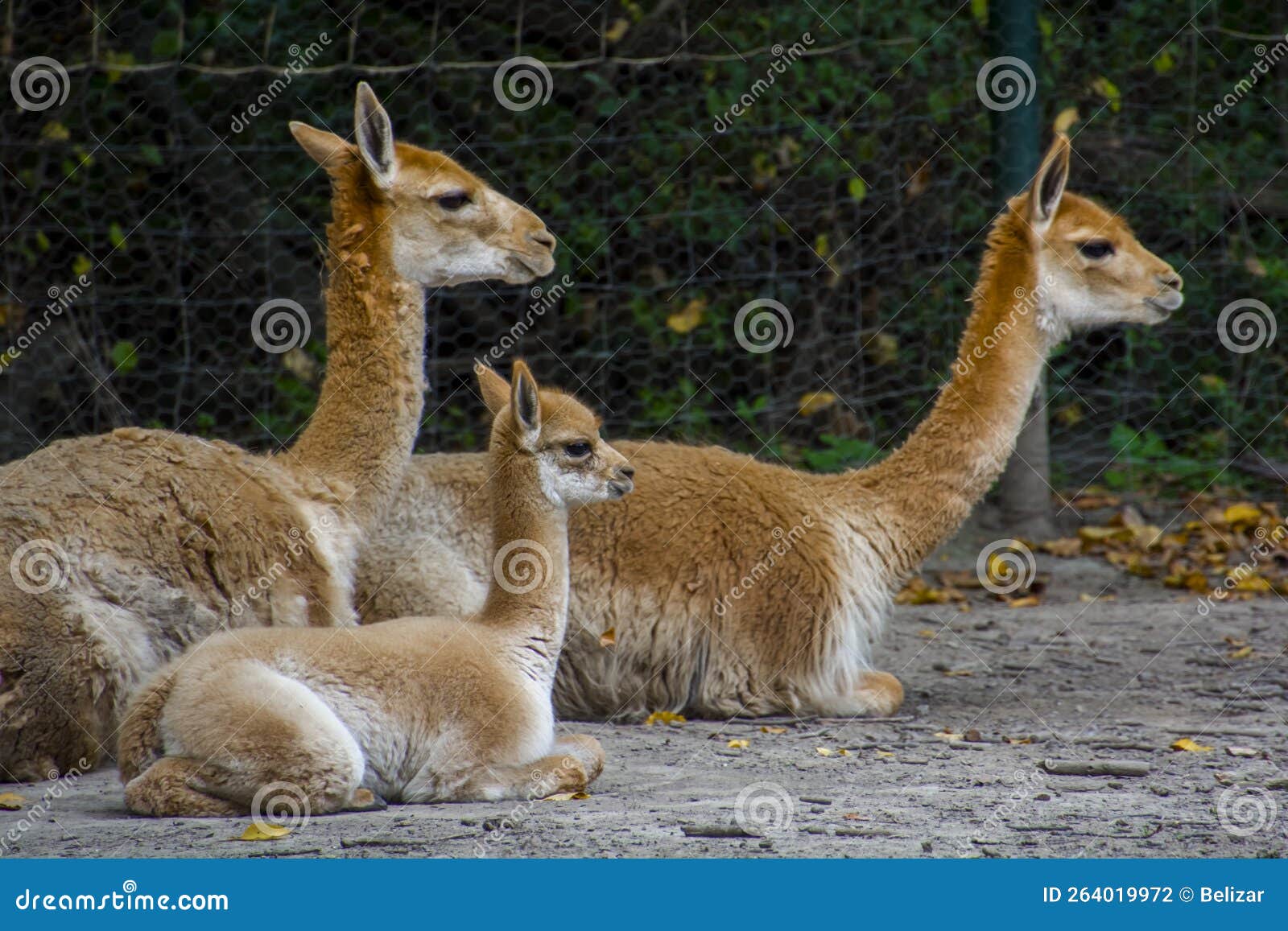 vicugna baby or cria in an enclosure