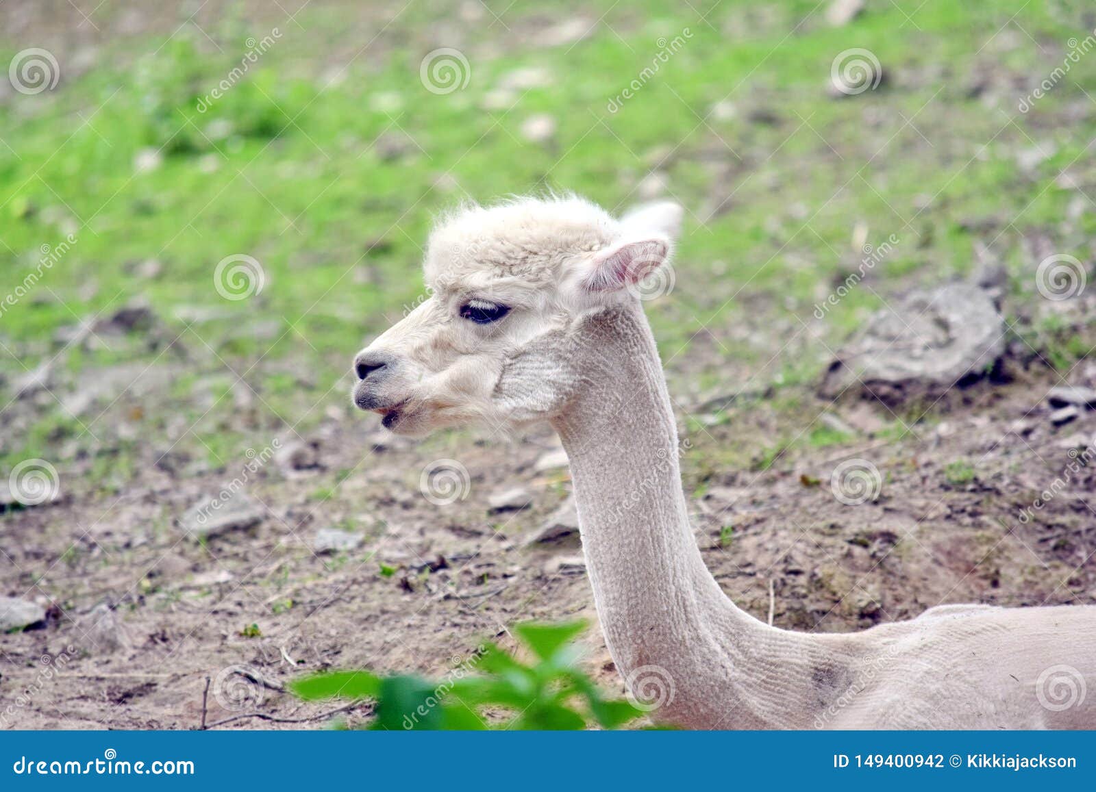alpacadouga alpacadouga
