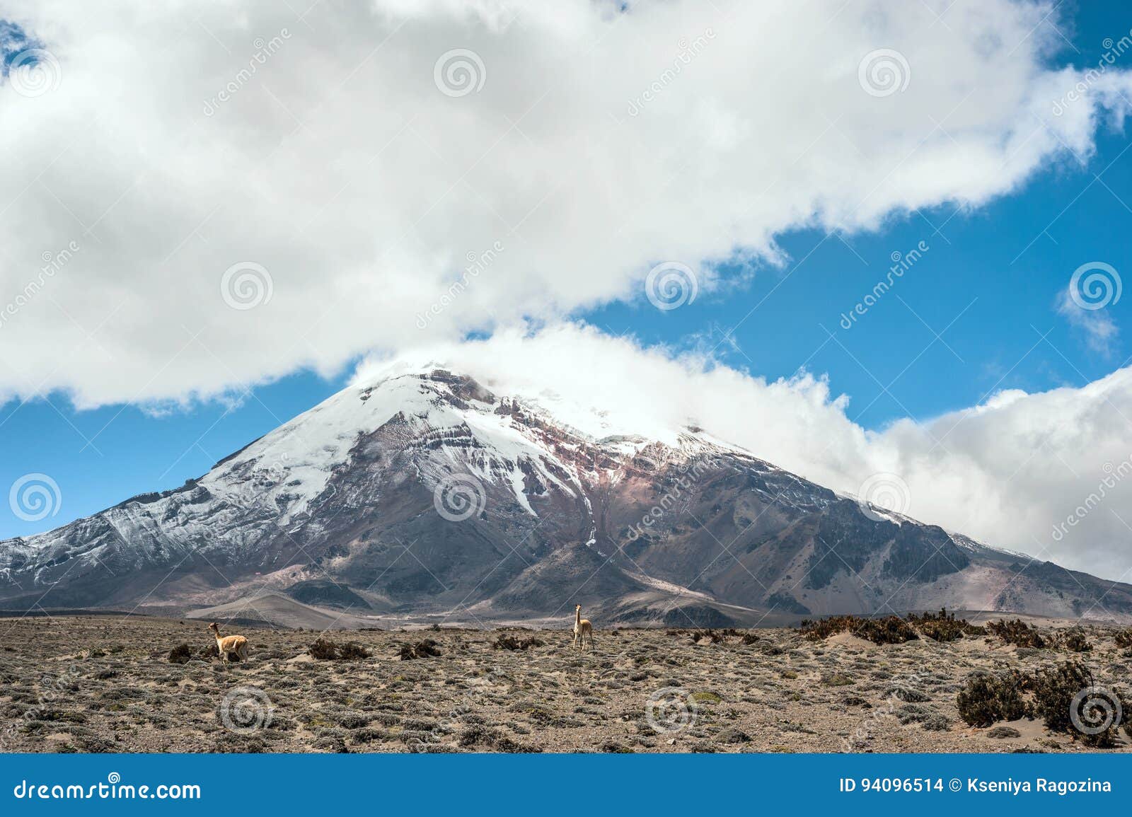 vicugnas near stratovolcano chimborazo