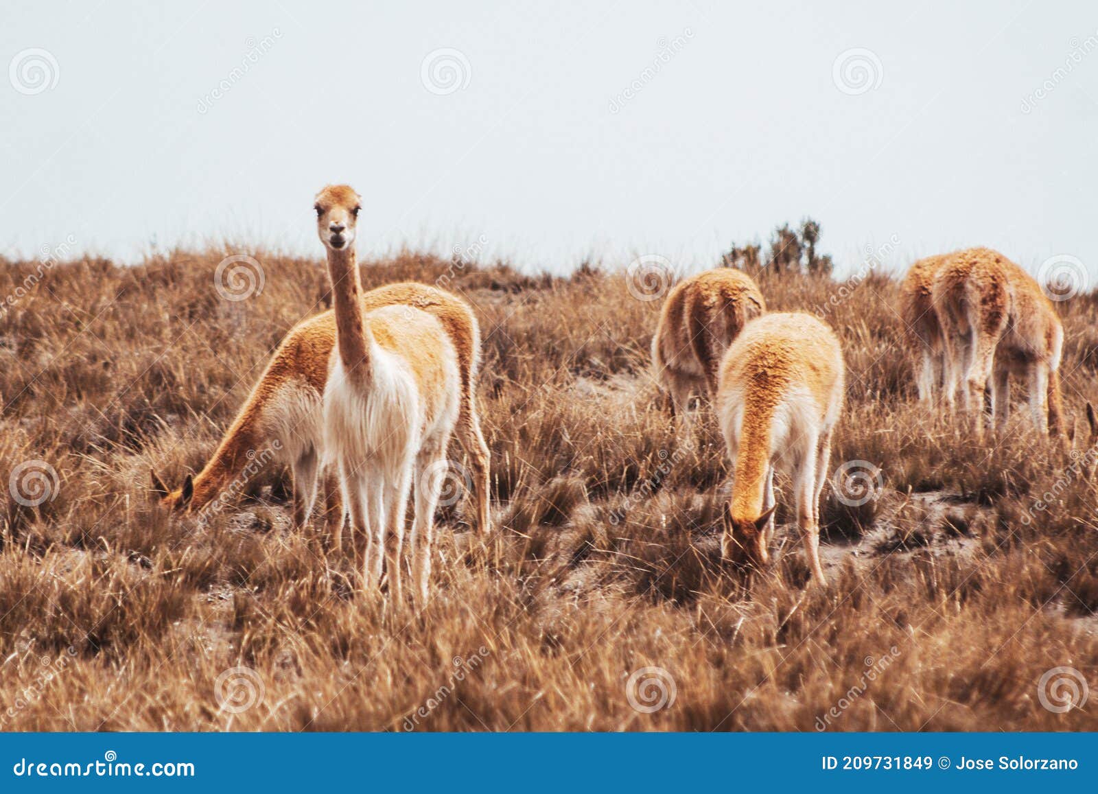 vicuna, alpaca, a wild animal in andes