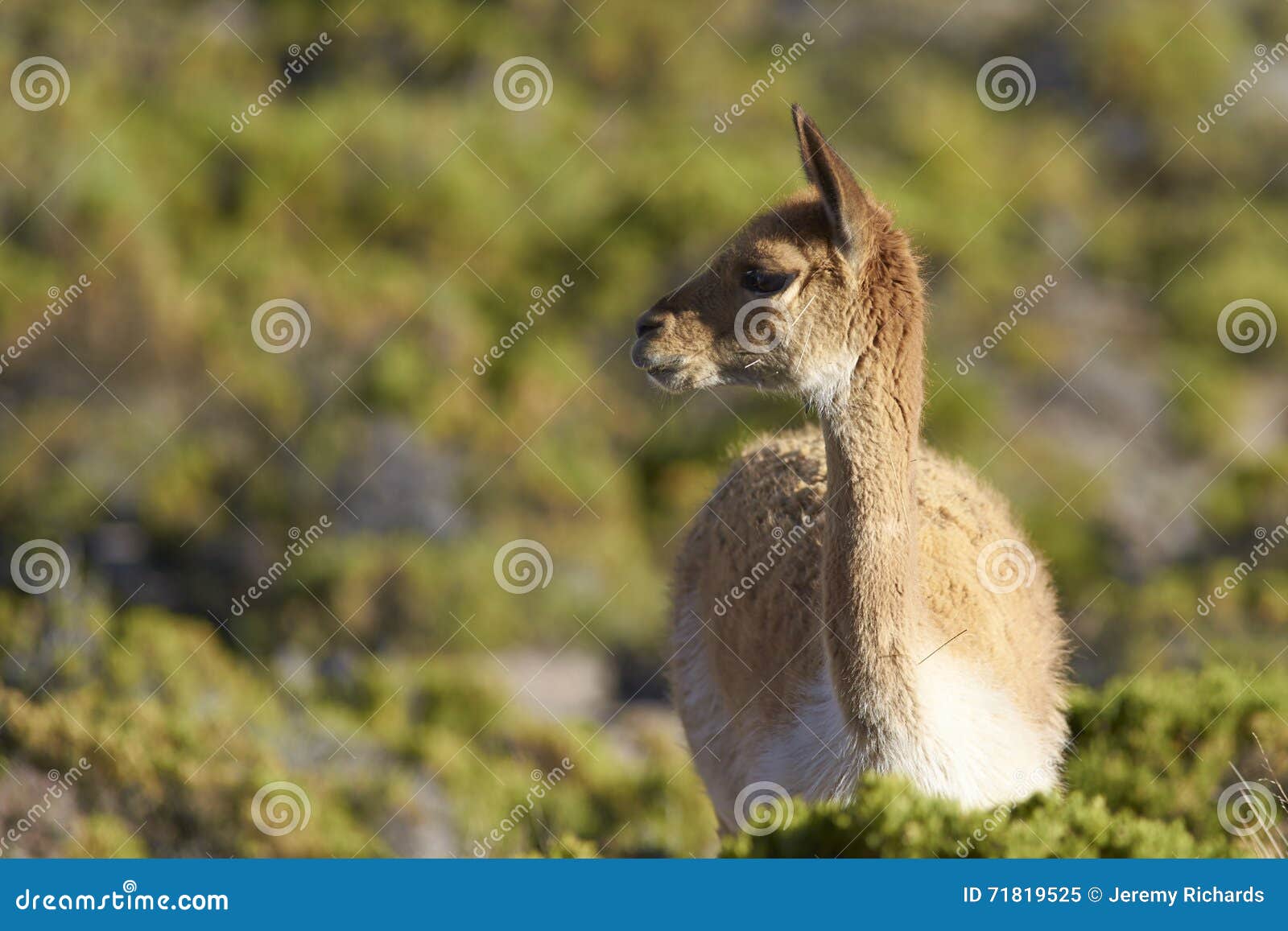 Vicunja Auf Dem Altiplano, Chile Stockbild Bild von grün