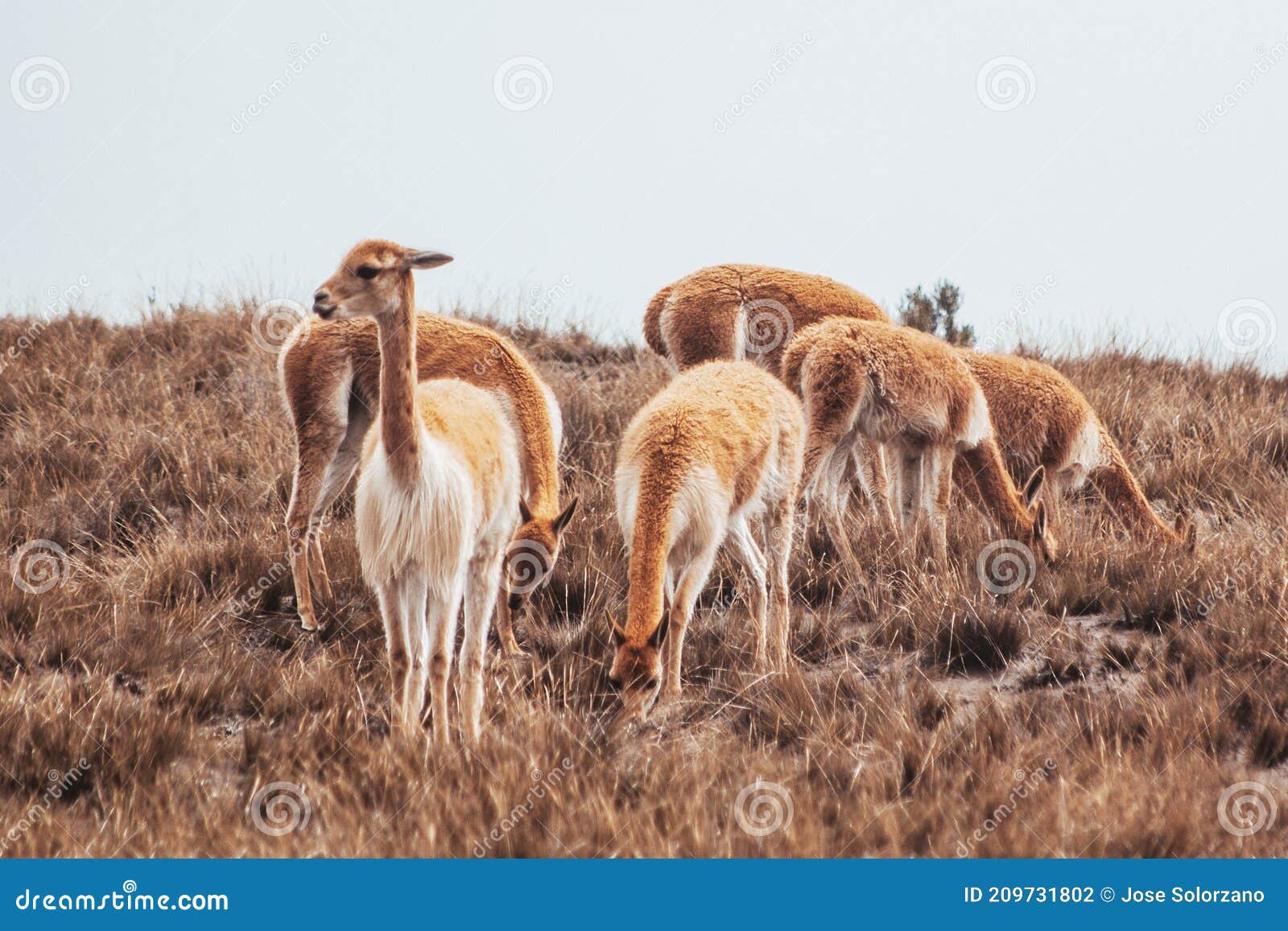 vicuÃÂ±a, alpaca