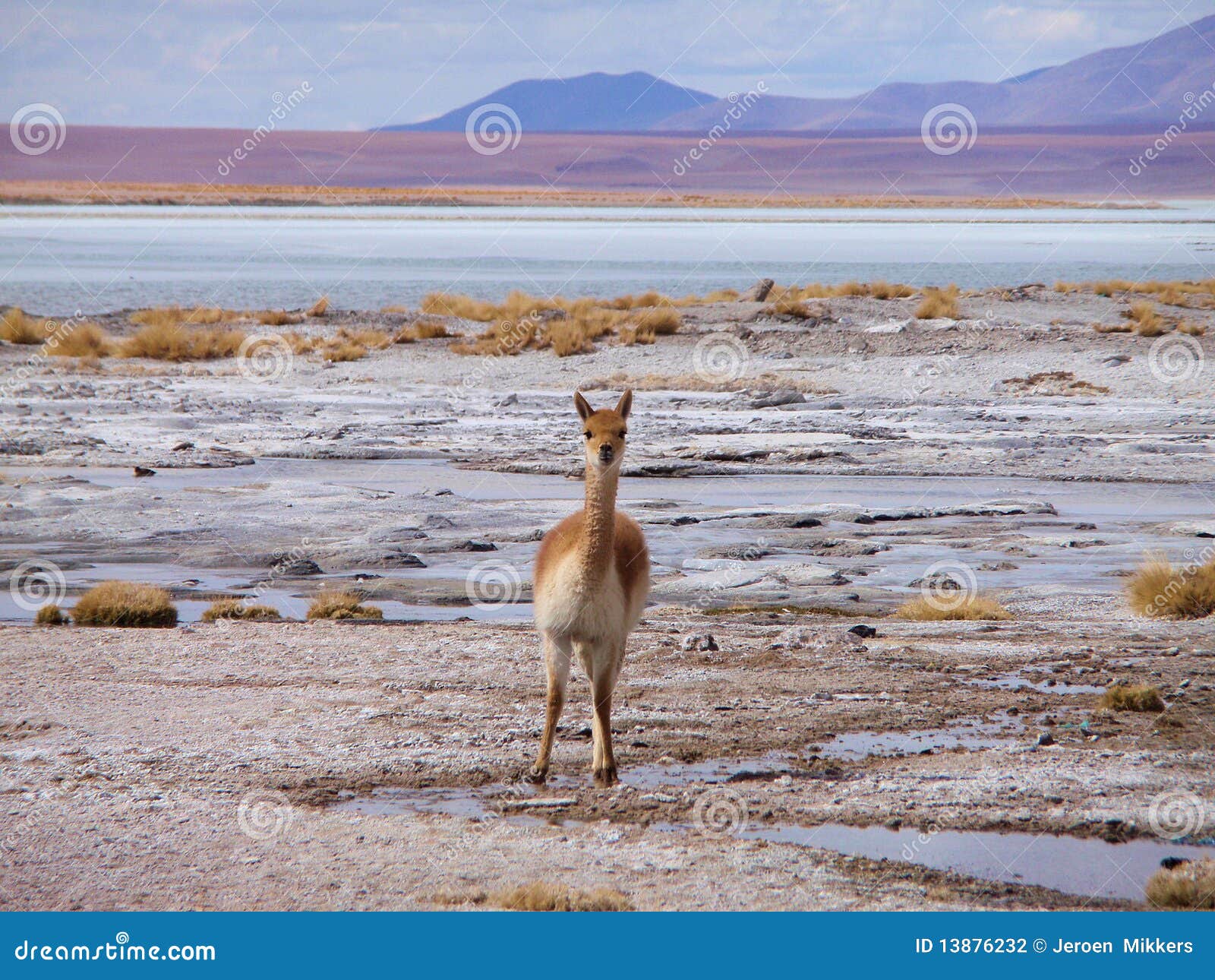 vicuÃÂ±a on altiplano