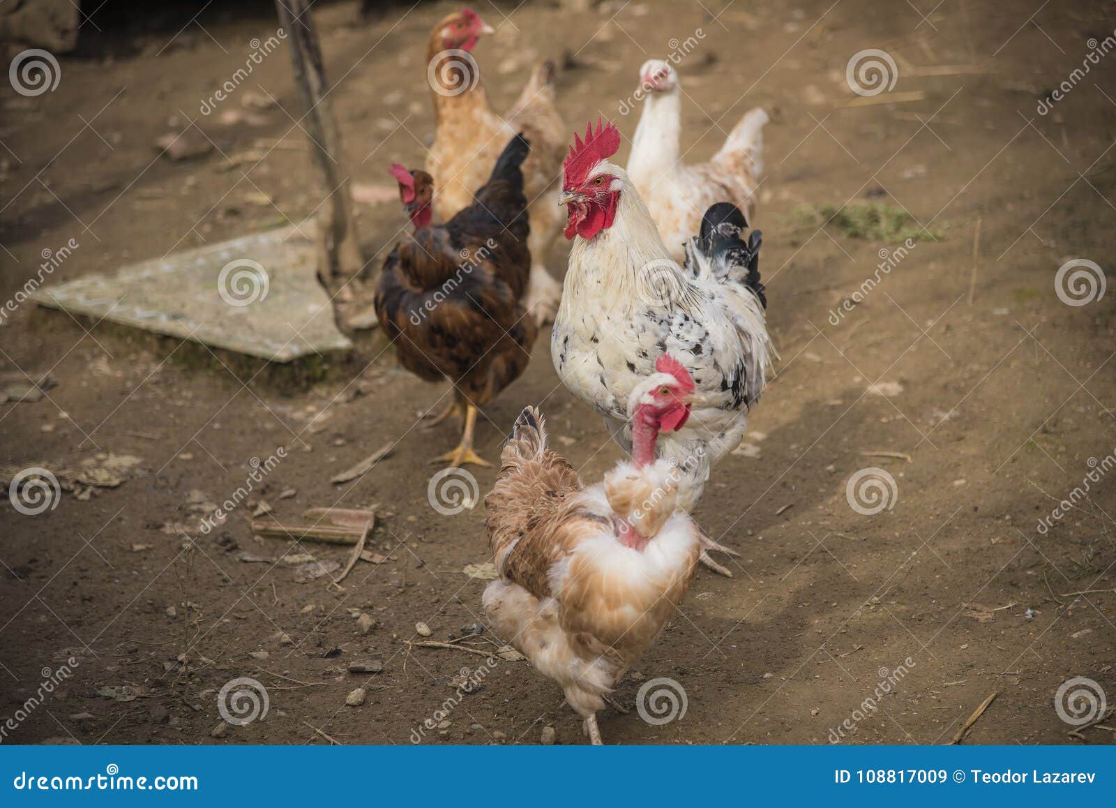 Как ходит курица. Петух в курятнике. Петух и курица жизнь. 2 Петуха в курятнике
