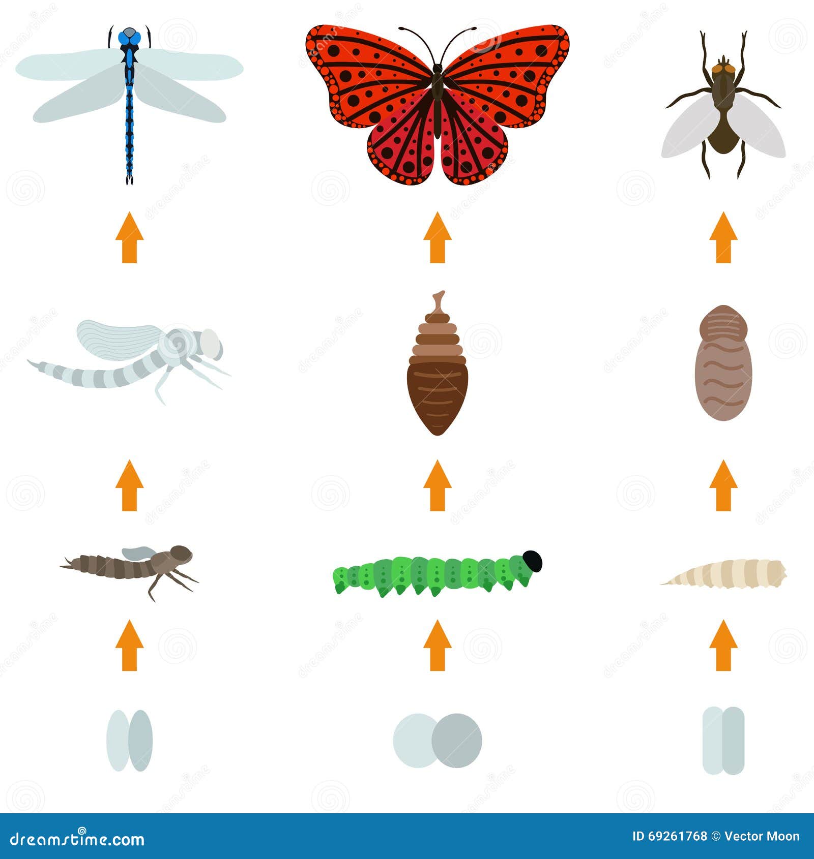 La Vida De Un Insecto
