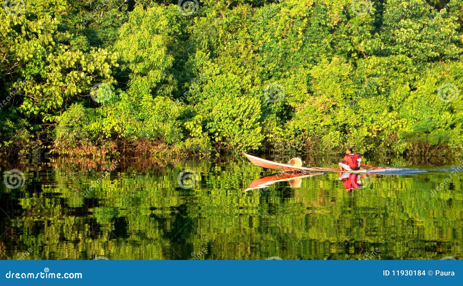 Vida na selva de Amazon foto de stock. Imagem de biodiversidade 11930184