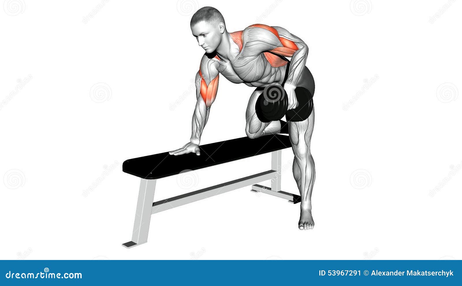 Video Guides Exercising Dumbbell Bench Press Lying Second Emb