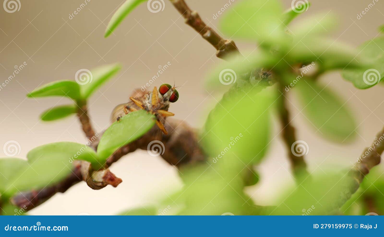 An Insect Sitting on the Bonsai Tree Stock Video Video of composition, african 279159975