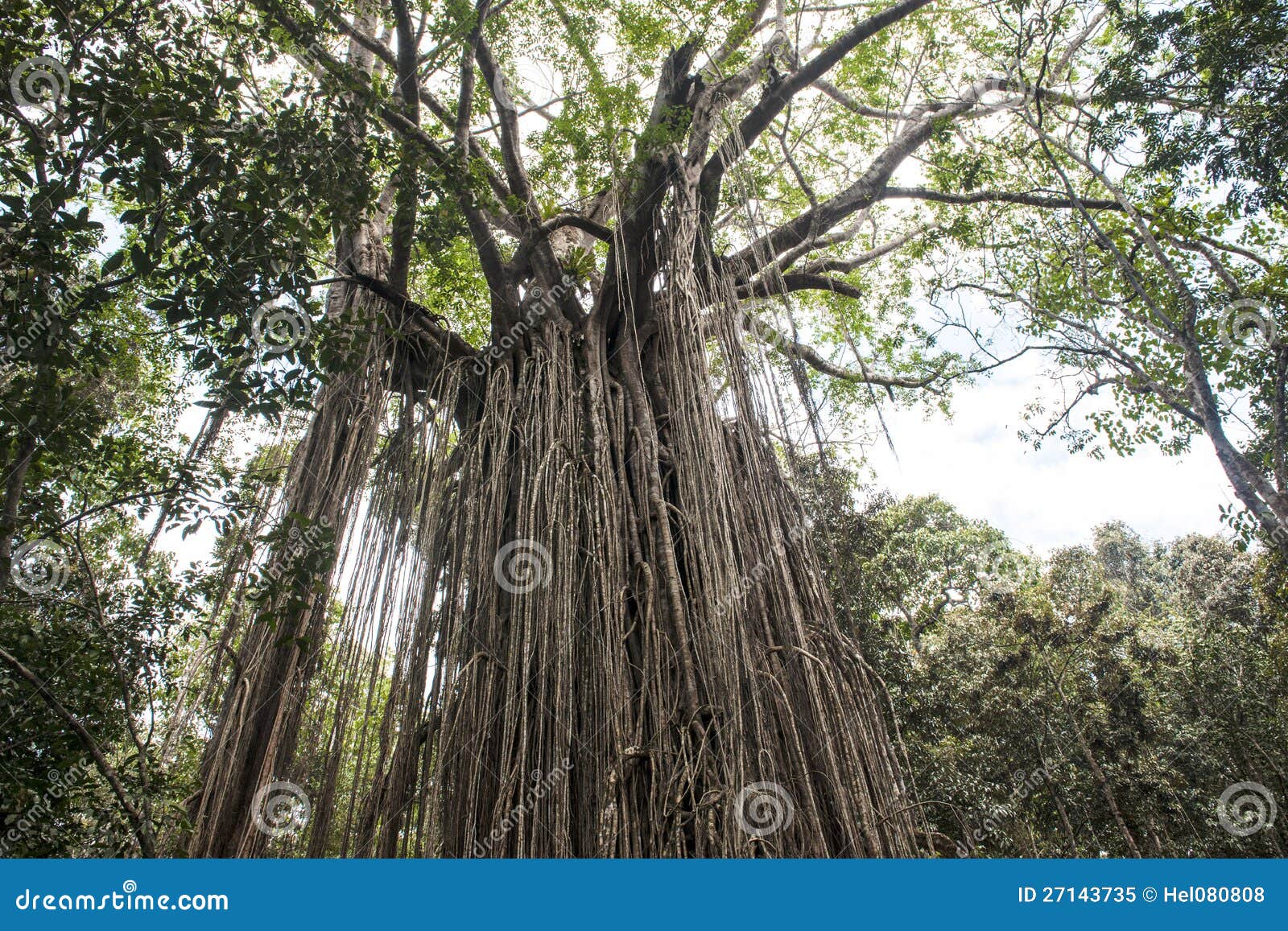 photo libre de droits vieil arbre de ficus dans la jungle de l australie image