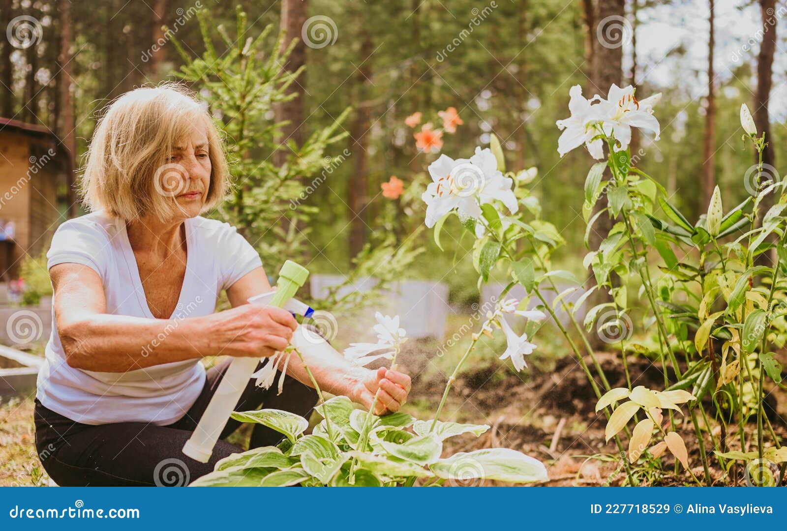 Femme Avec Arrosoir Dans Potager Jardin En été Photo stock - Image du  ferme, vert: 255260318