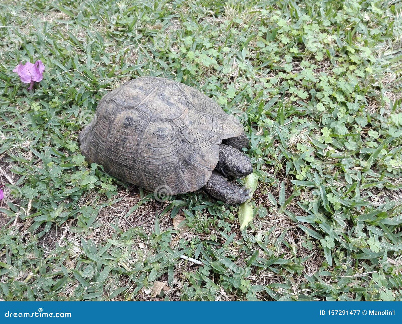 vieja tortuga africana al aire libre