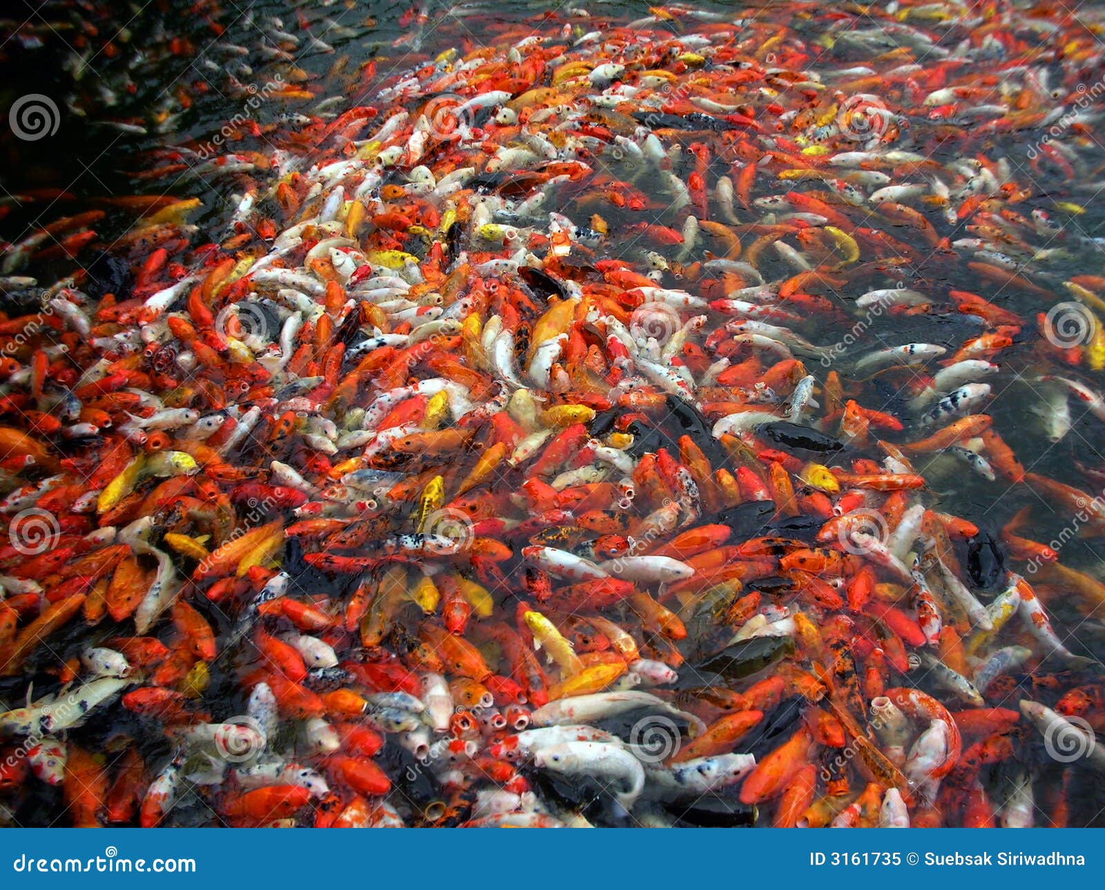 Viele Koi Fische stockbild. Bild von orientalisch, japan 3161735