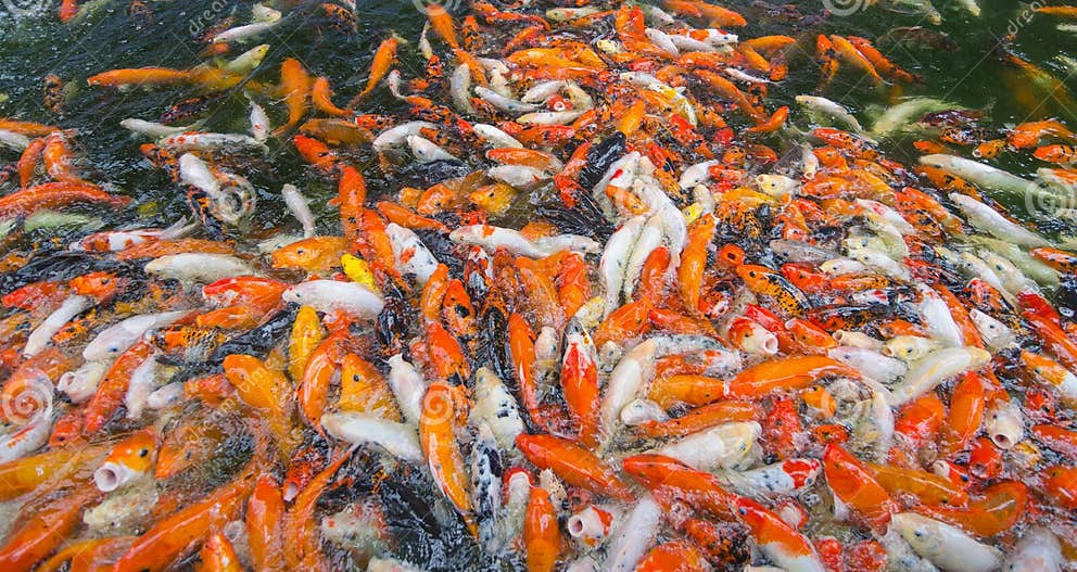 Viele Koi Fische in Den Großen Teichen Der Fische Stockfoto Bild von