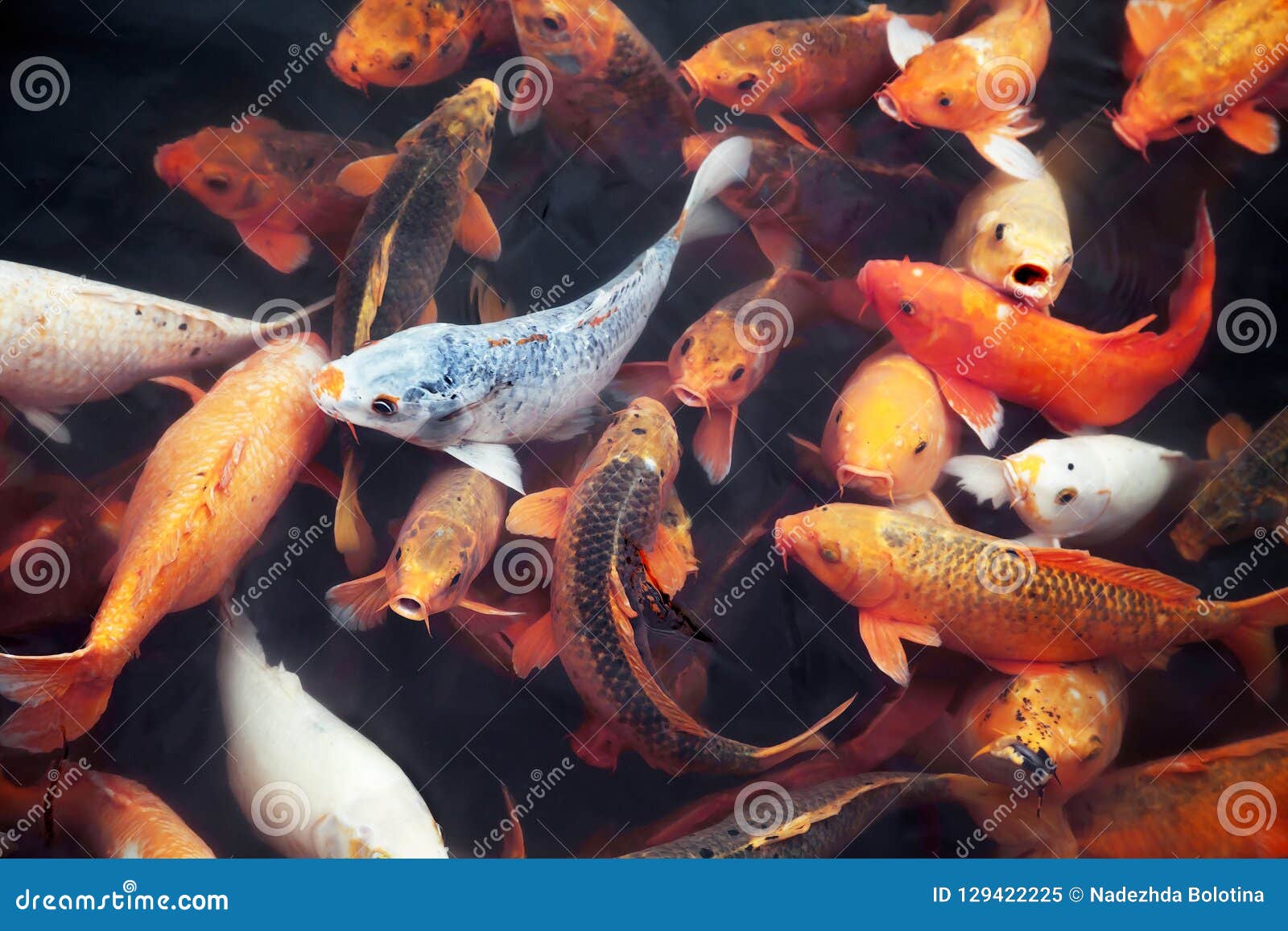 Viele Koi Fische in Einem Teich Stockbild Bild von tier, chinesisch