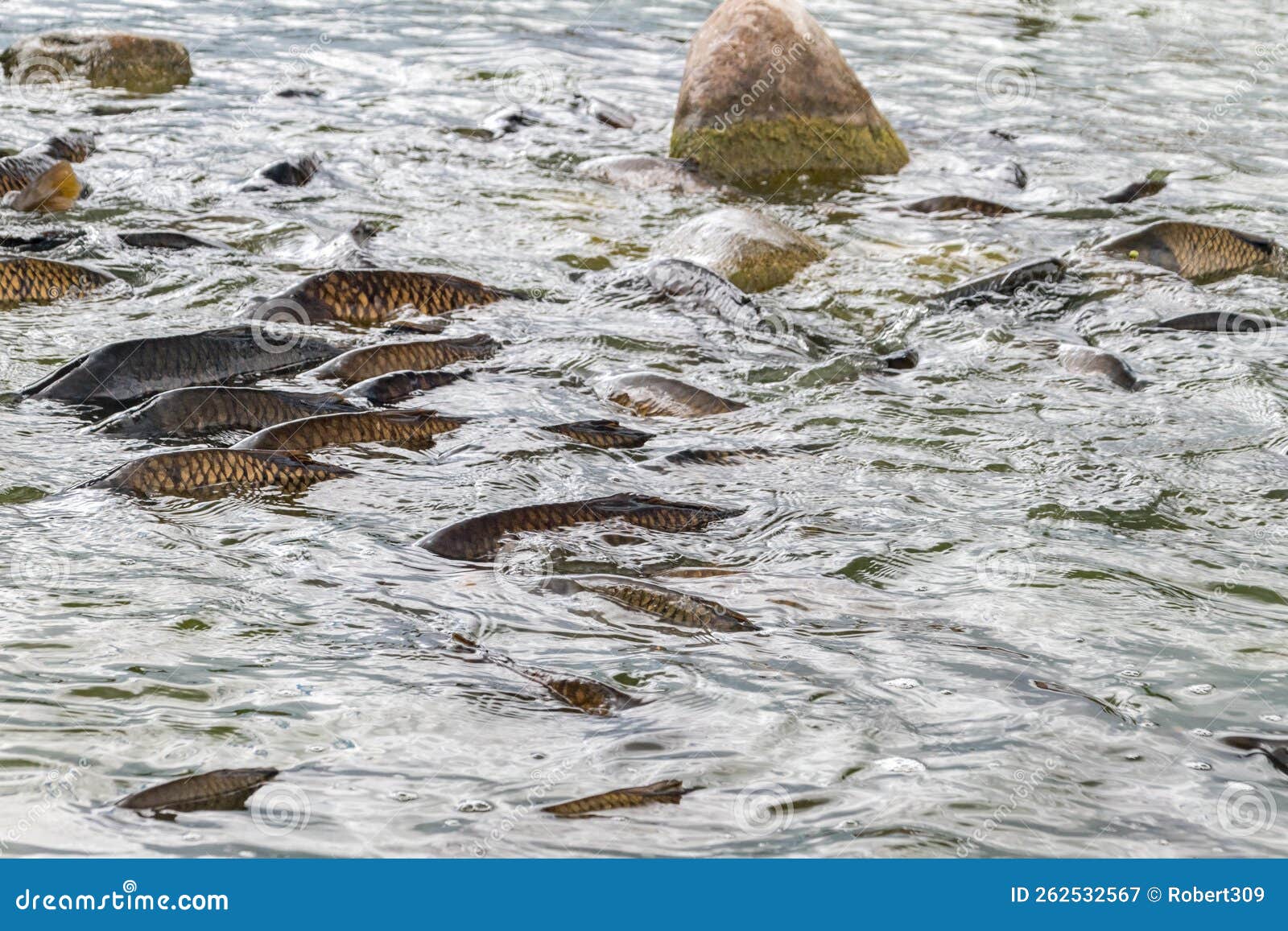 Viele Riesige Karpfen Im See Stockbild Bild von gruppe