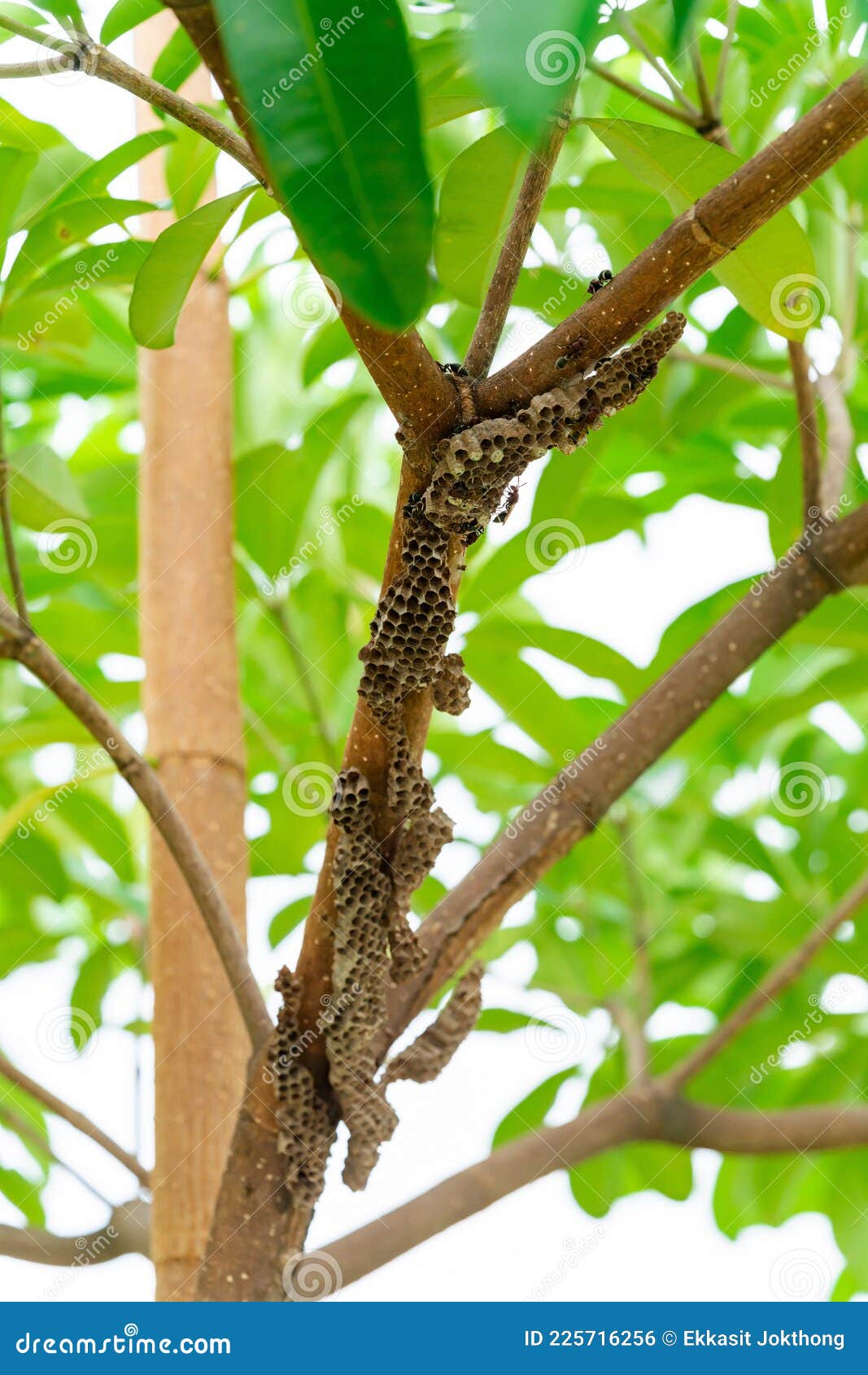 Viele Wespen Nisten Auf Einem Baum. Das Nest Sieht Aus Wie Ein Loch