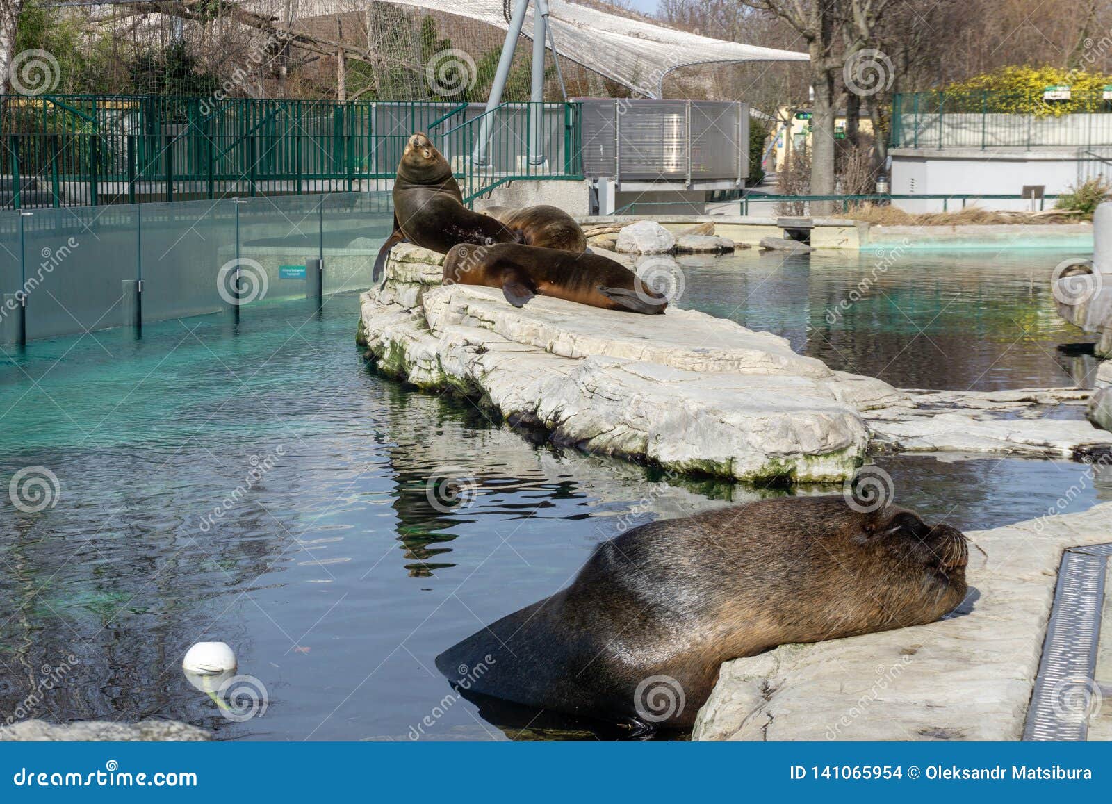 Vienna, Austria - 25 February 2019: Sea Lions Lie and Bask in the Sun ...