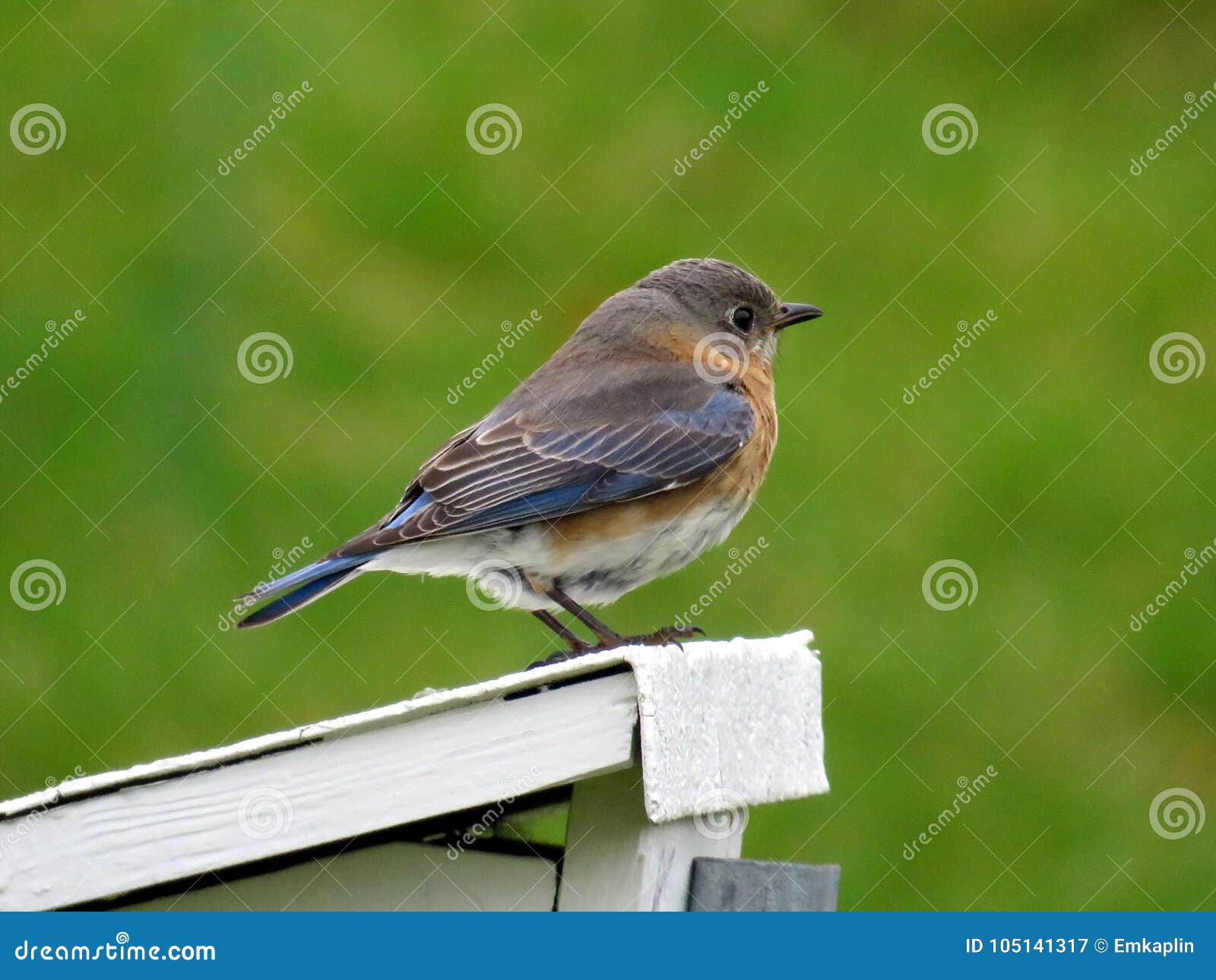 Vienna Siskin bird 2016 stock image. Image of carduelis - 105141317