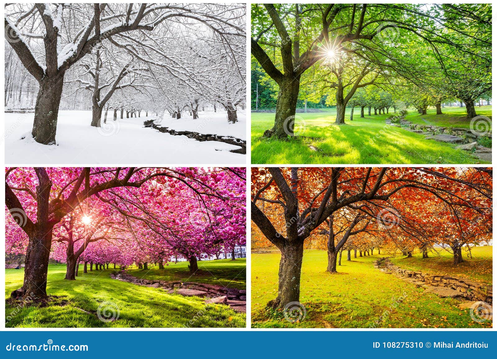 Vier Jahreszeiten Mit Japanischen Kirschbäumen Stockfoto Bild von