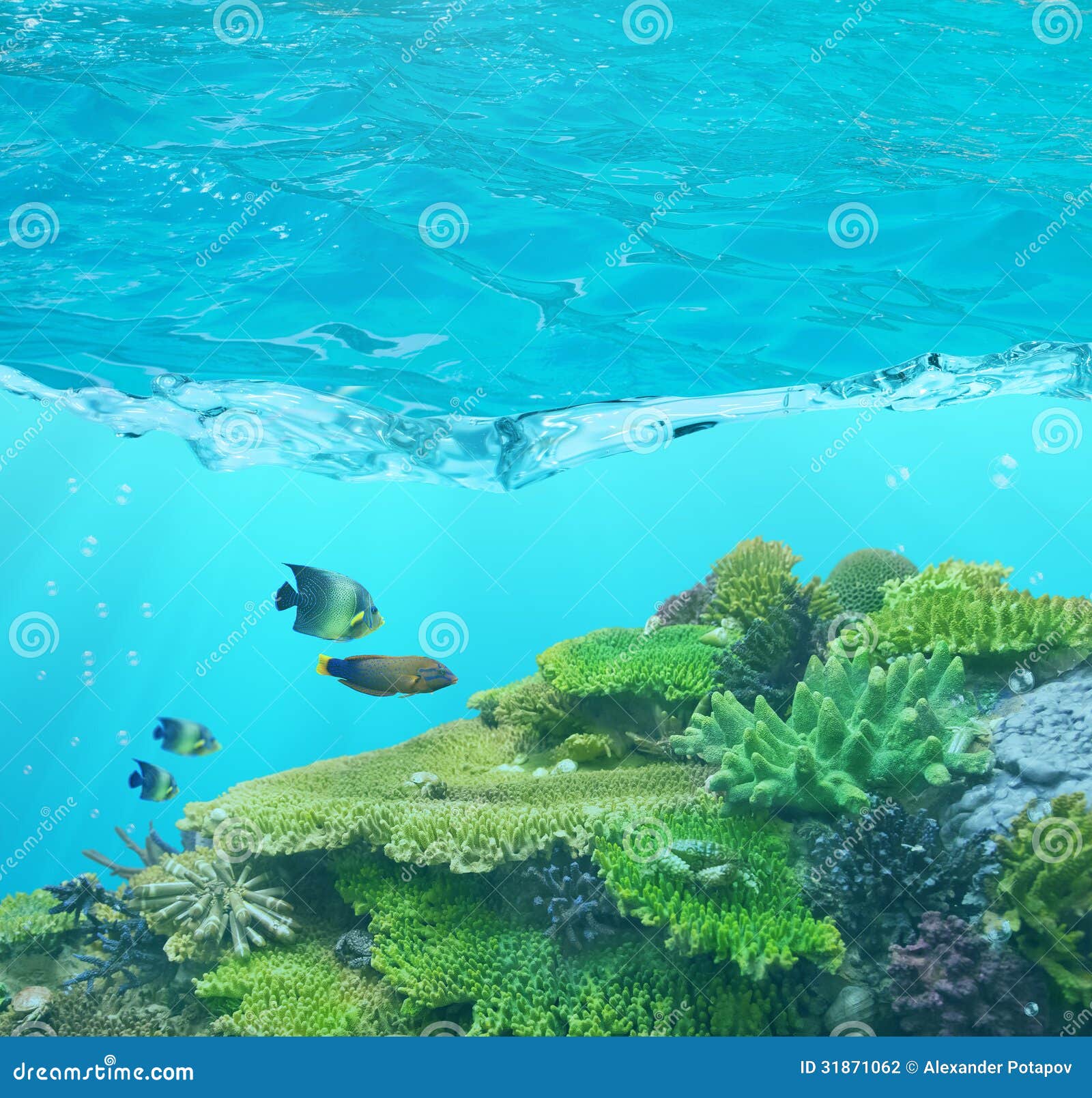 Vier Vissen En Cay Onder Blauw Water Stock Foto - Image of dier, water ...