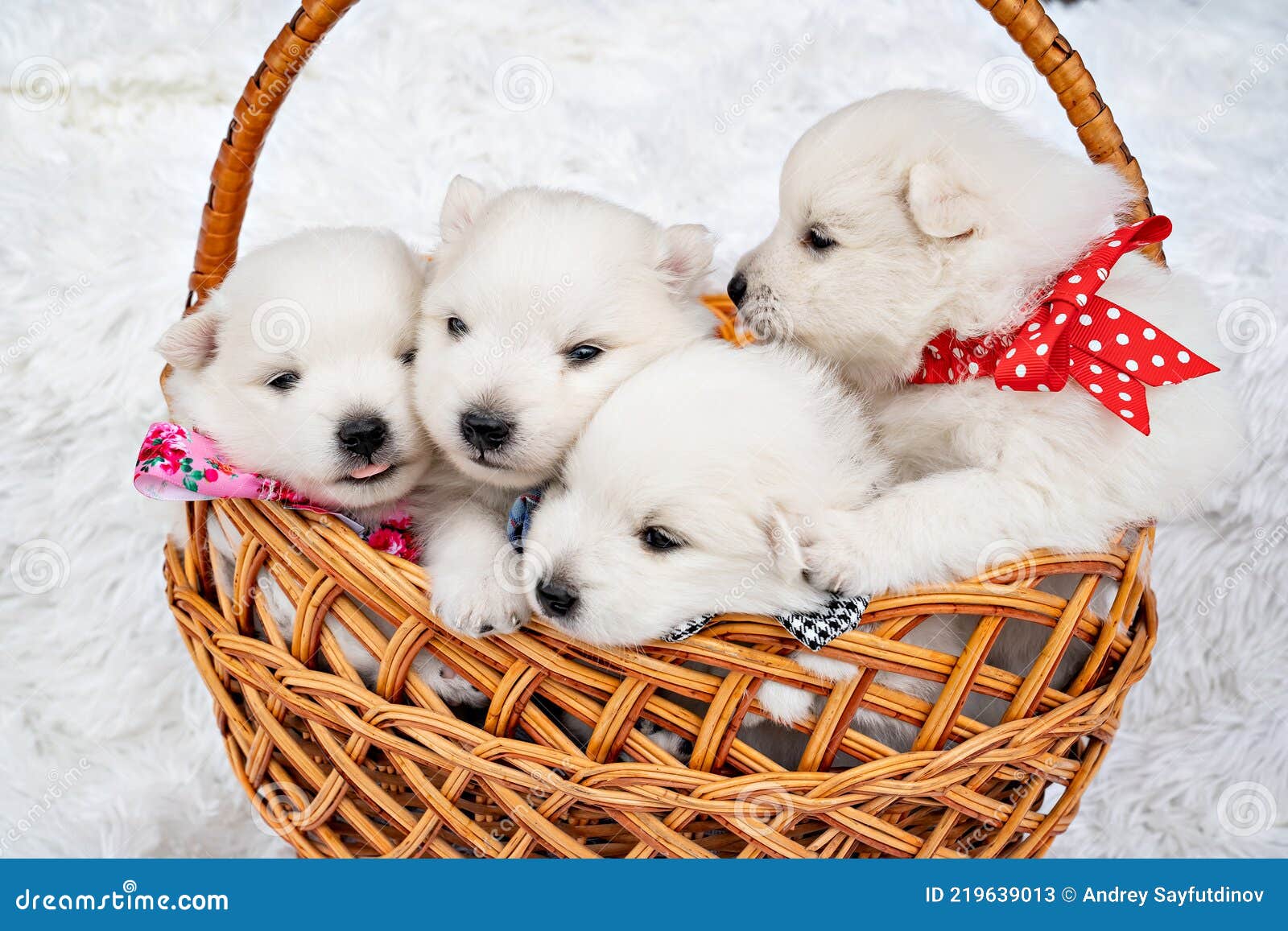 B.C. fontein tarief Vier Witte Puppies in Een Mand. Fokhonden Ras Japanese Spitz. Stock  Afbeelding - Image of rasecht, japans: 219639013
