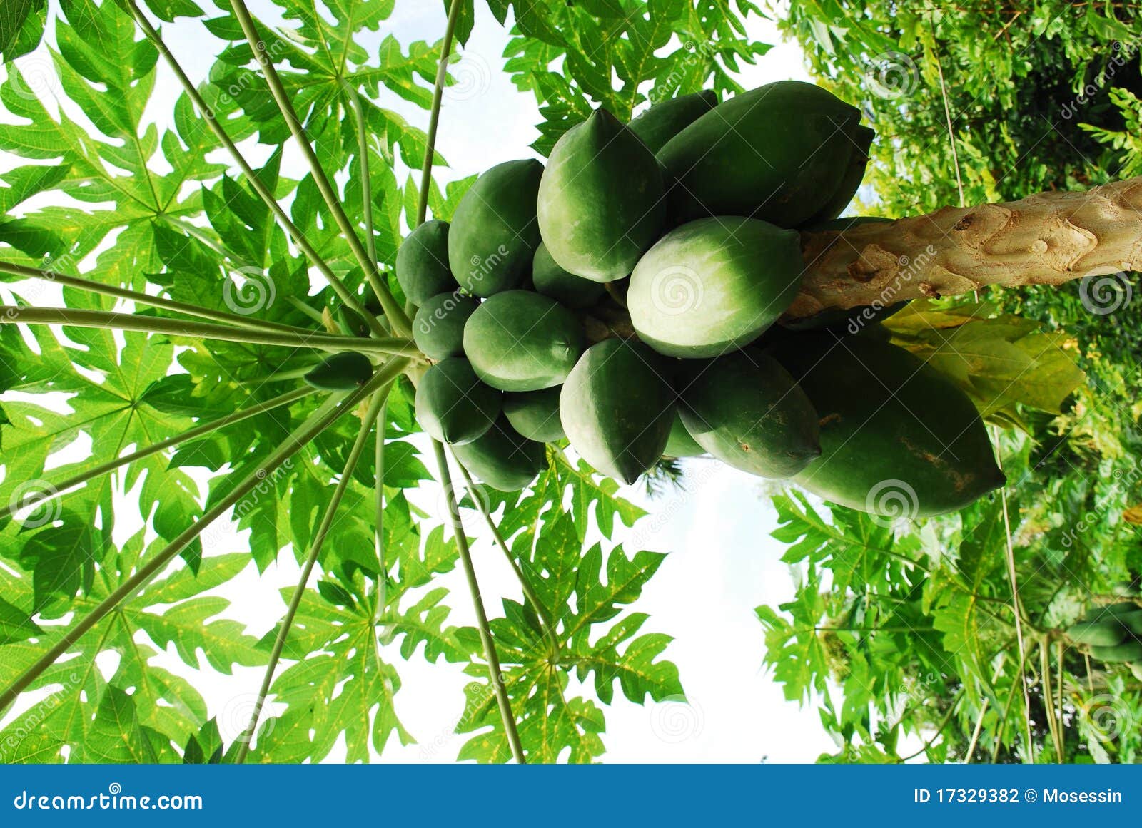 Vietnam papaya tree stock photo. Image of tropical, papaya 17329382