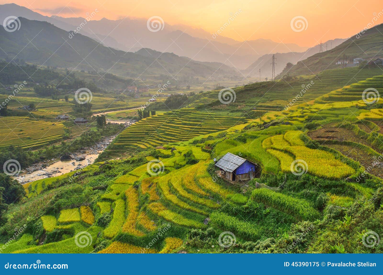 Vietnam Rice Paddy Field Stock Photo - Image: 45390175