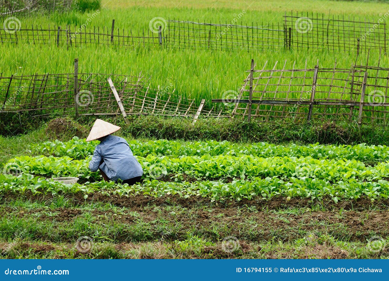VIetnam rural scene stock image. Image of culture, paddy 16794155