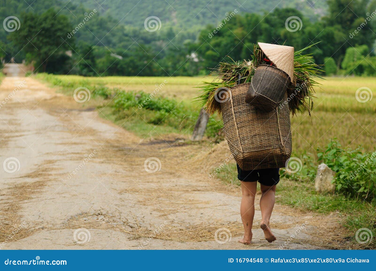 VIetnam rural scene stock photo. Image of tropical 16794548