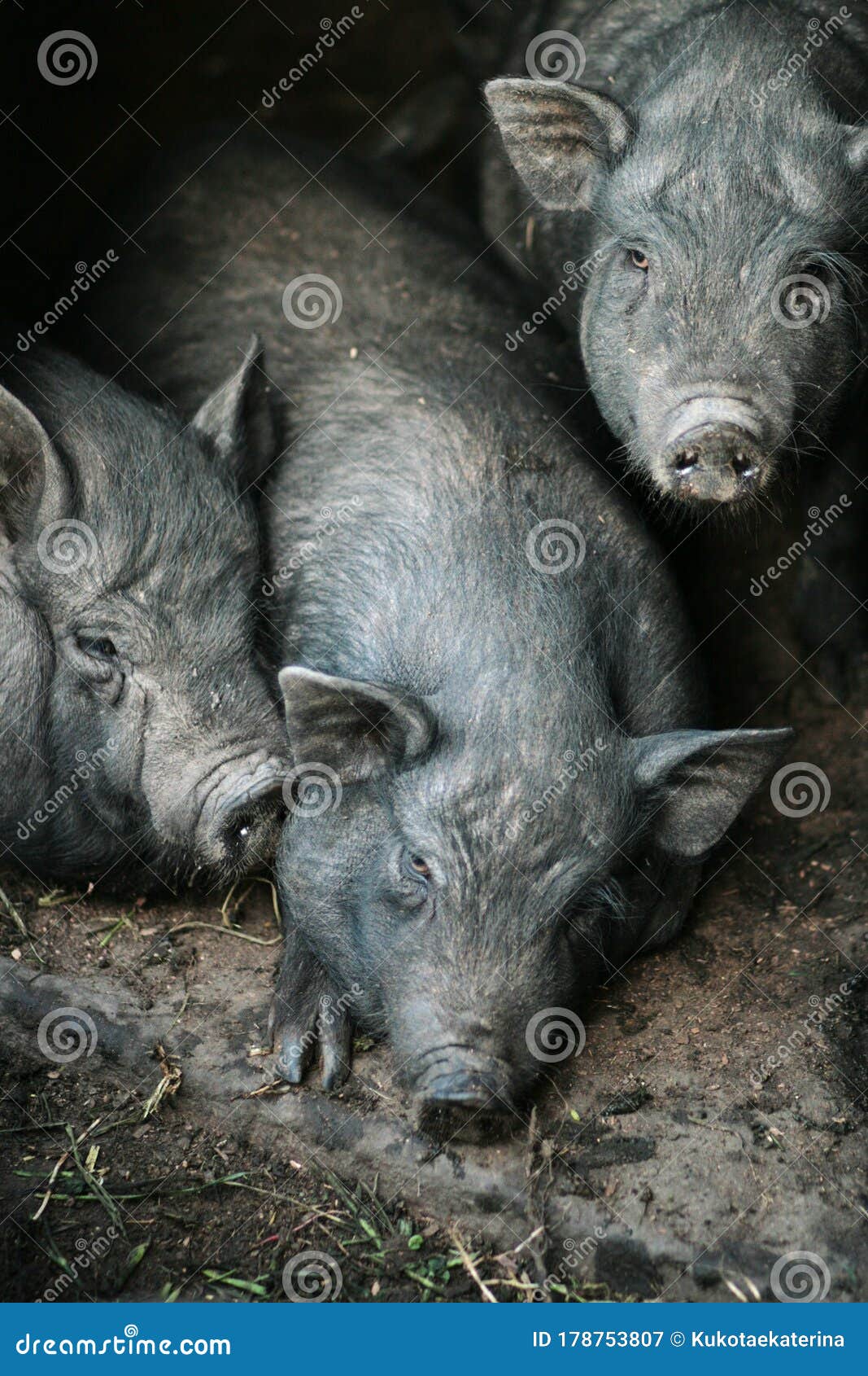 vietnamese black bast-bellied pig. herbivore pigs