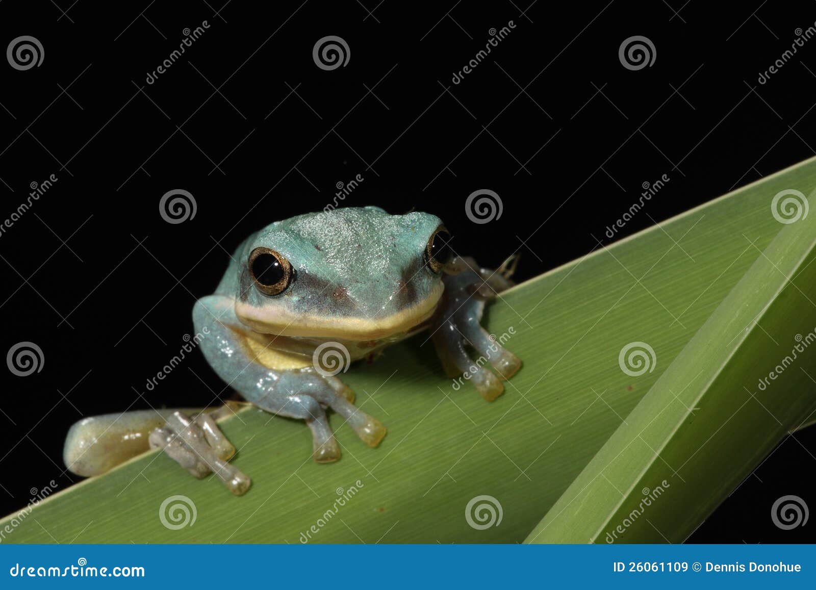 Vietnamese Blue Tree Frog stock image. Image of america - 26061109