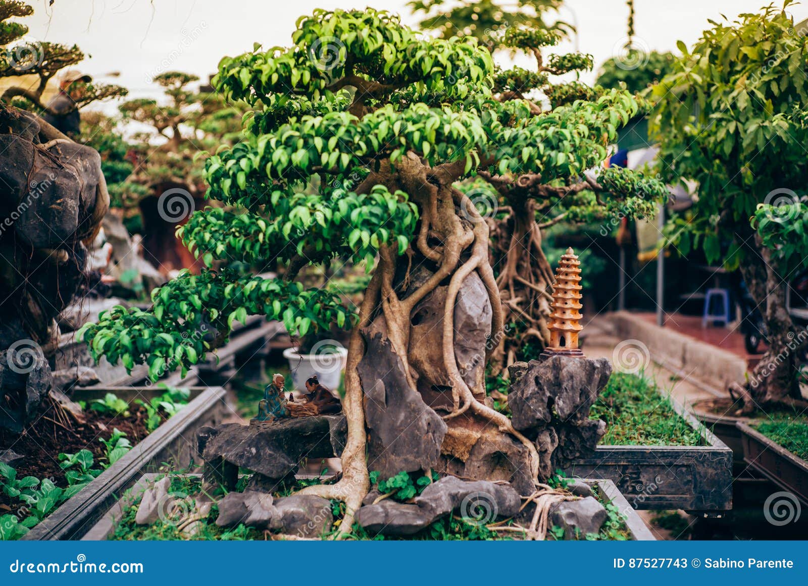 Vietnamese bonsai tree stock image. Image of nature, vietnamese 87527743