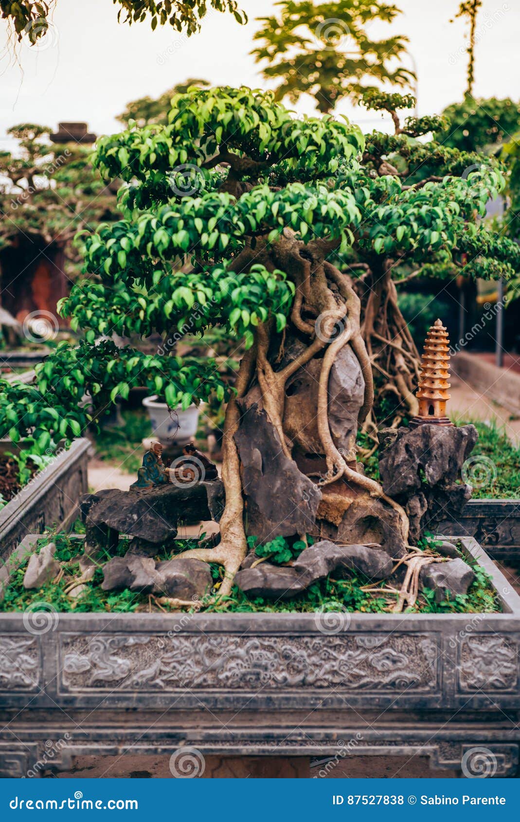 Vietnamese bonsai tree stock photo. Image of asia, branch 87527838