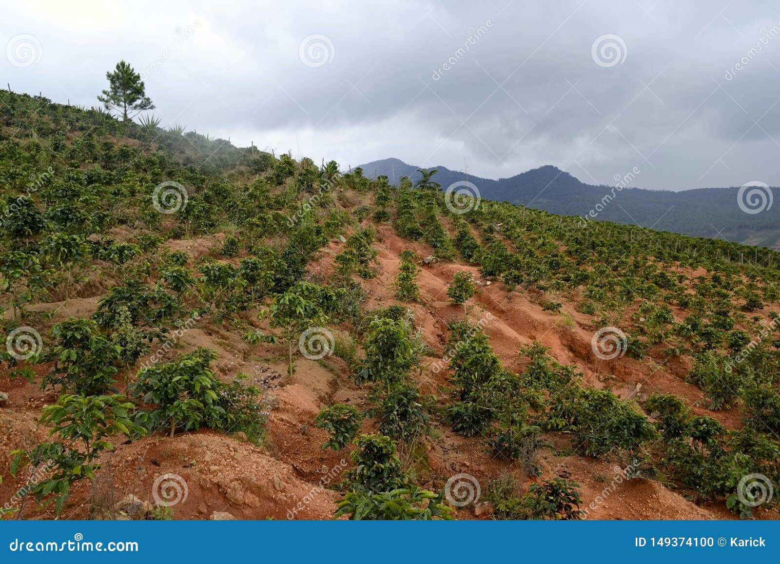 Vietnamese Coffee Plantations In The Mountains Stock Photo - Image of agriculture, hiking: 149374100