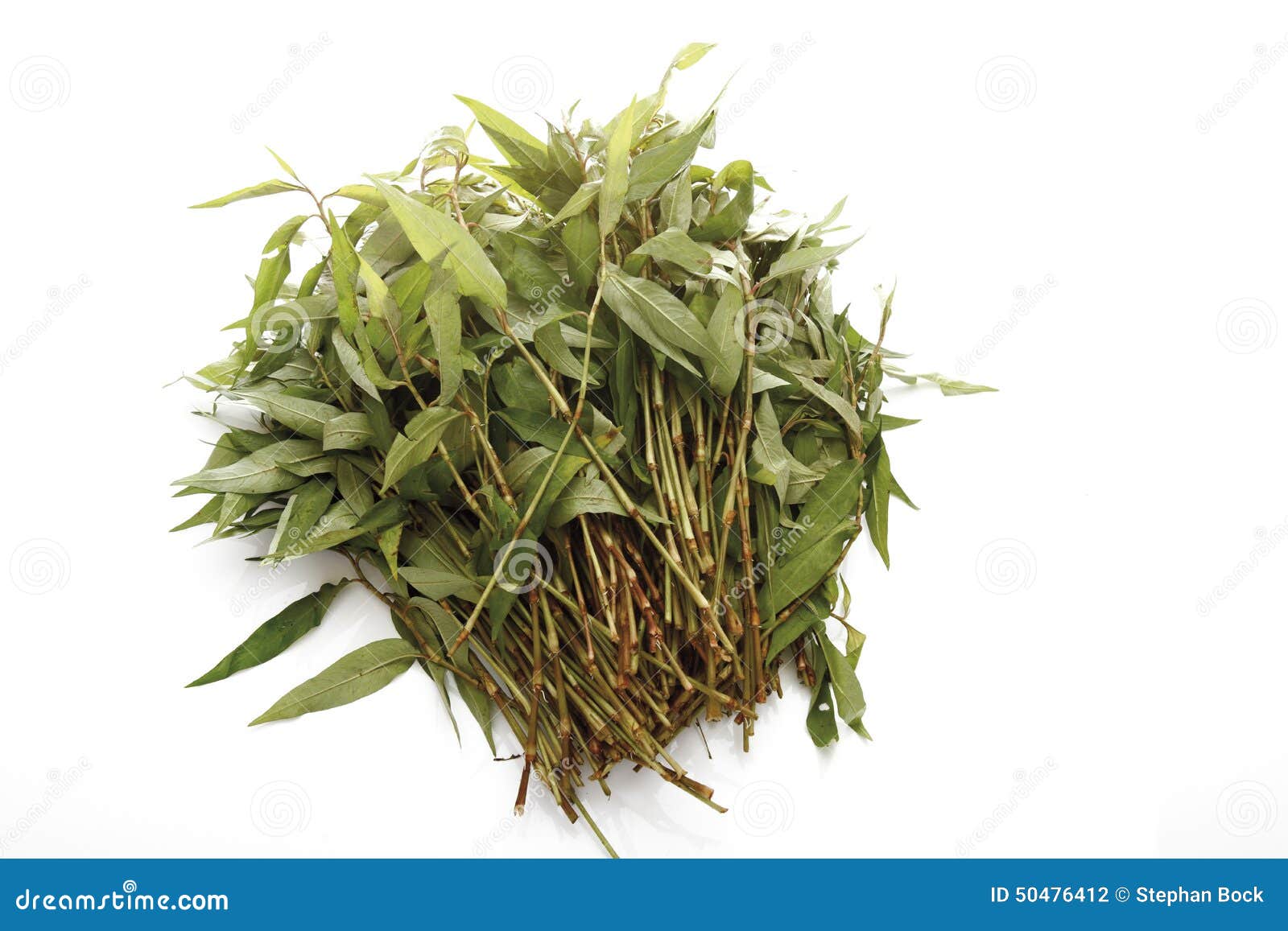 Vietnamese Coriander (Polygonum Odoratum) Stock Photo Image of fresh