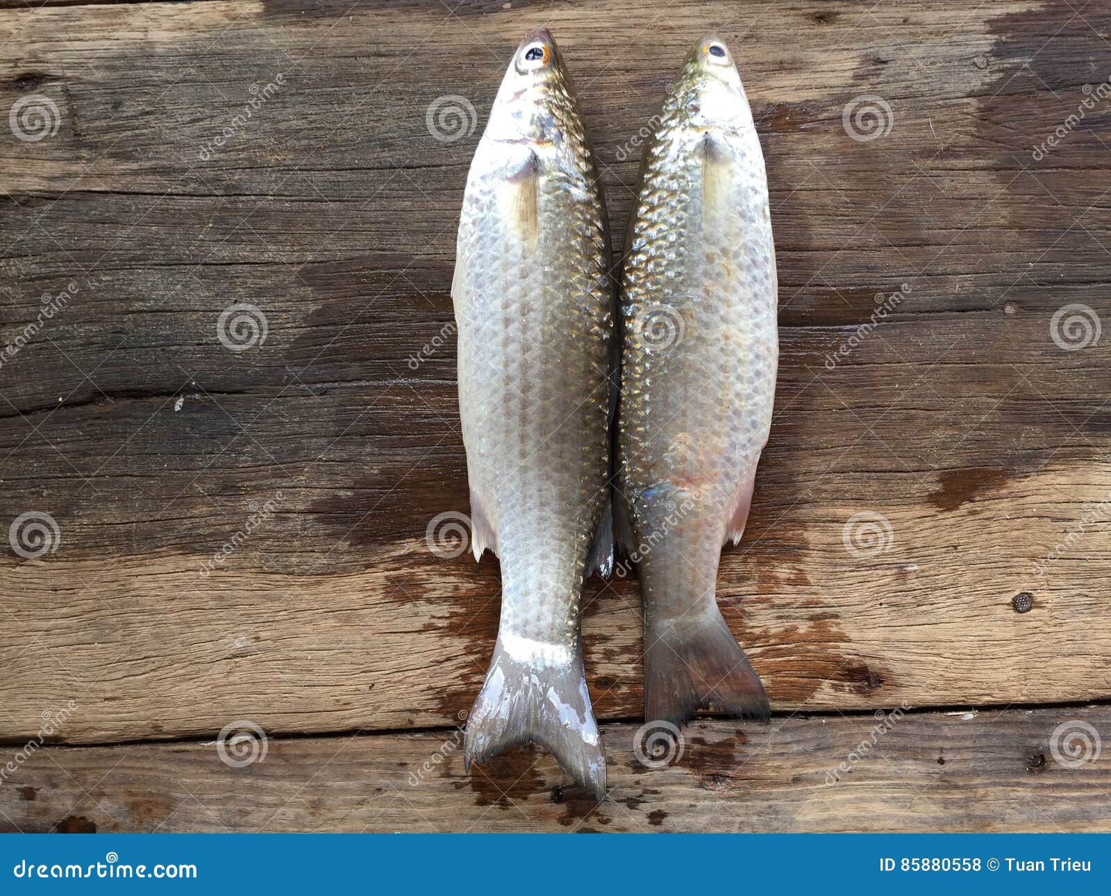 vietnamese flathead grey mullet, mugil cephalus