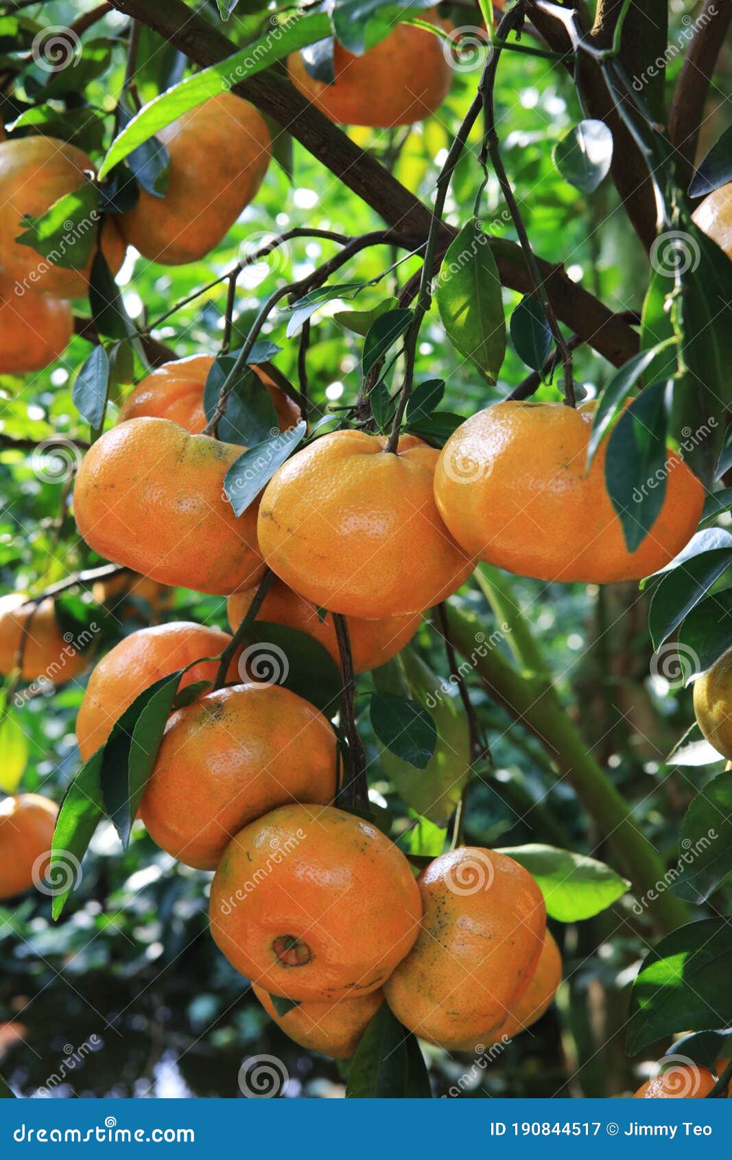 vietnamese fruits: tangerine garden of lai vung district, dong thap province, vietnam